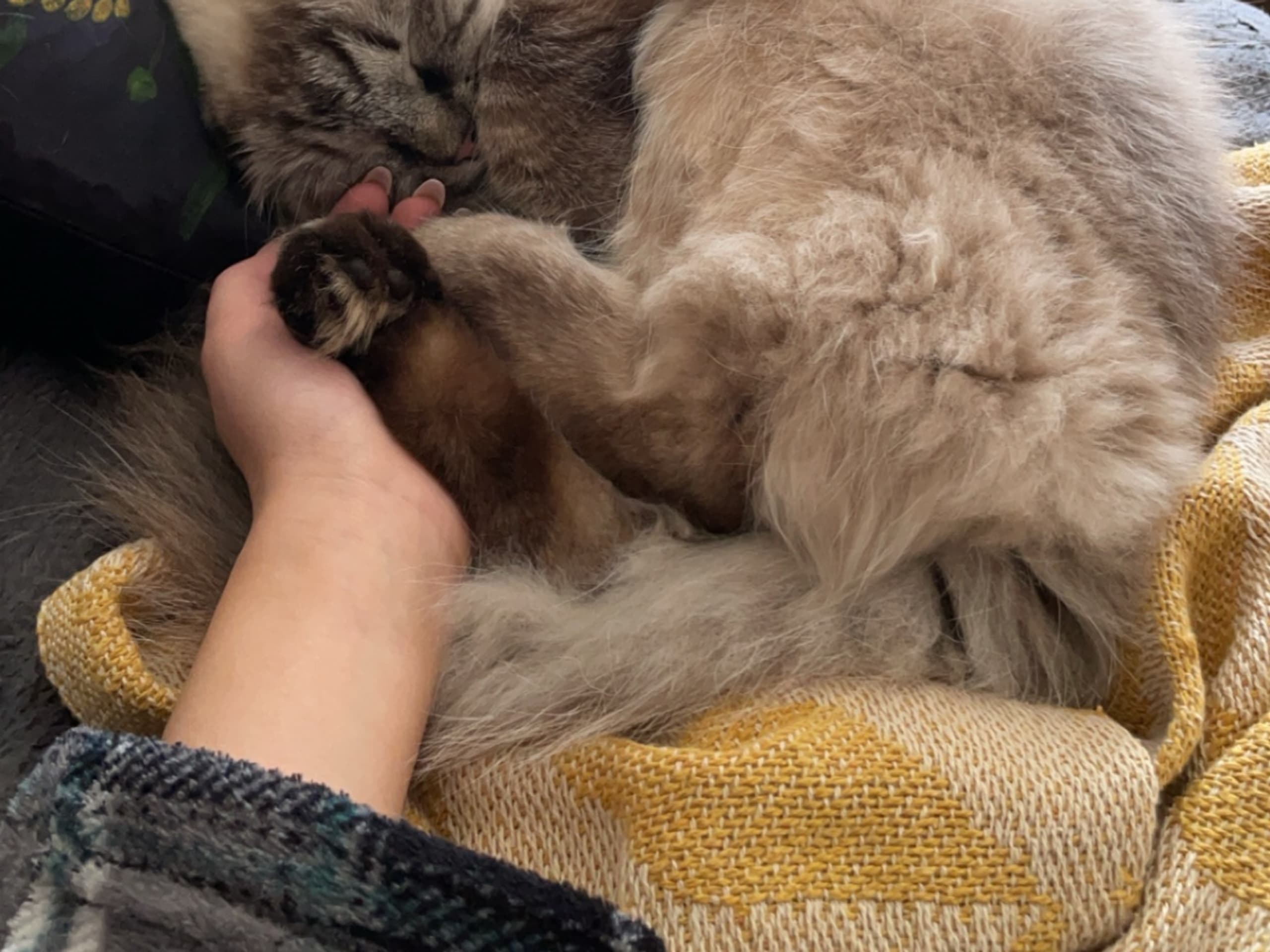 Ragdoll · Gävle · Linn T.