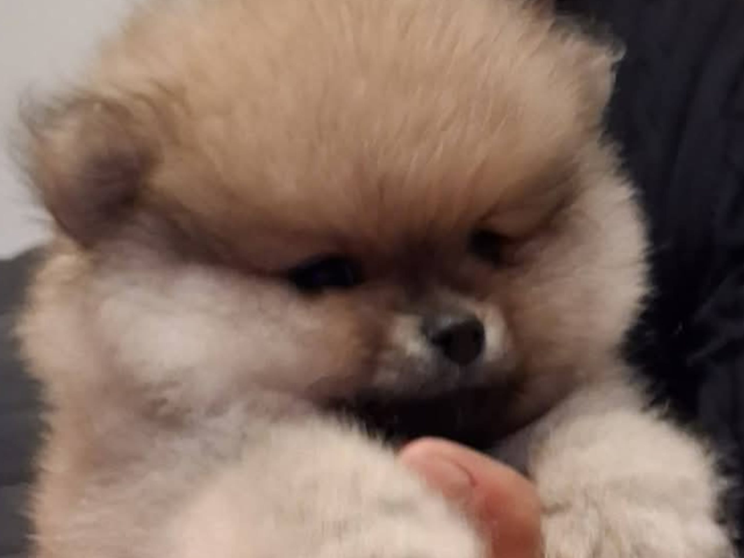 Pomeranian