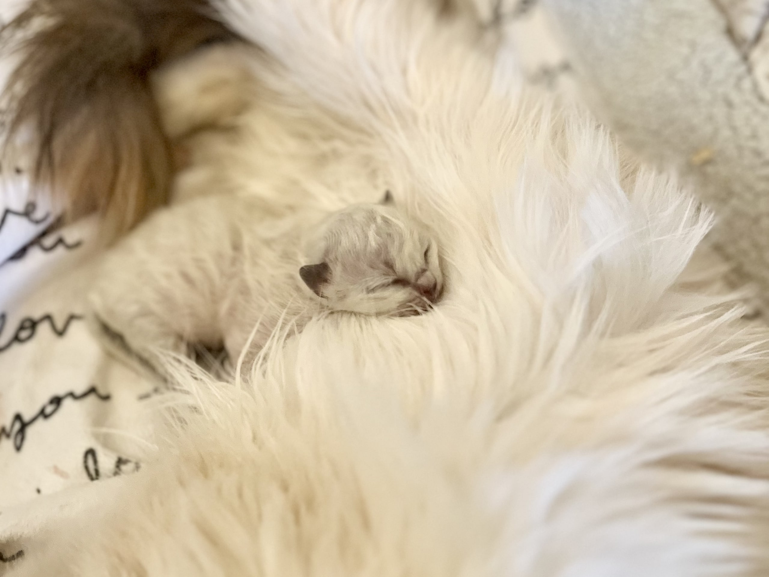 Helig birma / ragdoll · Henån · Olivia F.