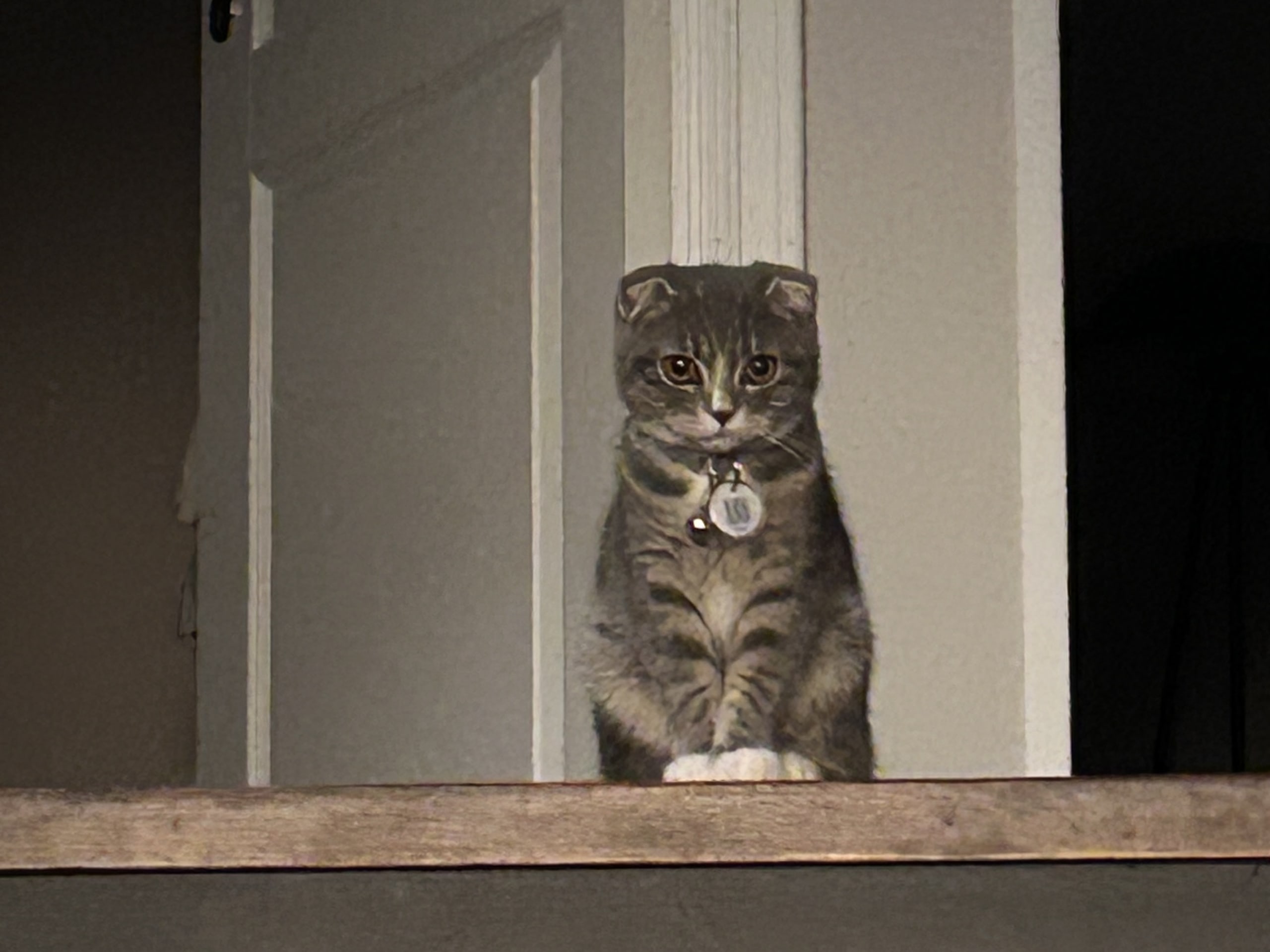 Scottish Fold