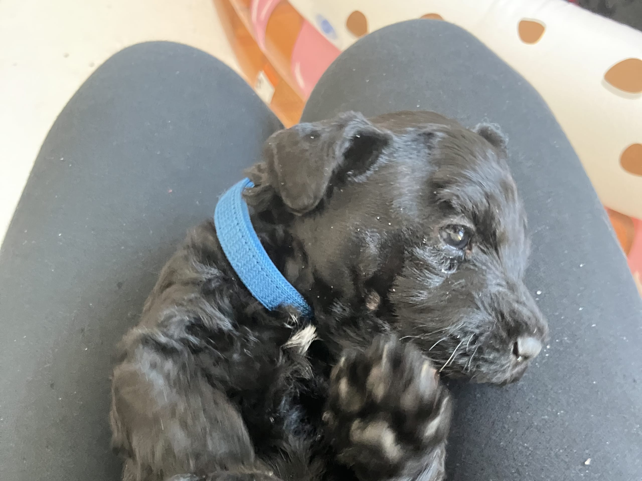 Kerry blue terrier