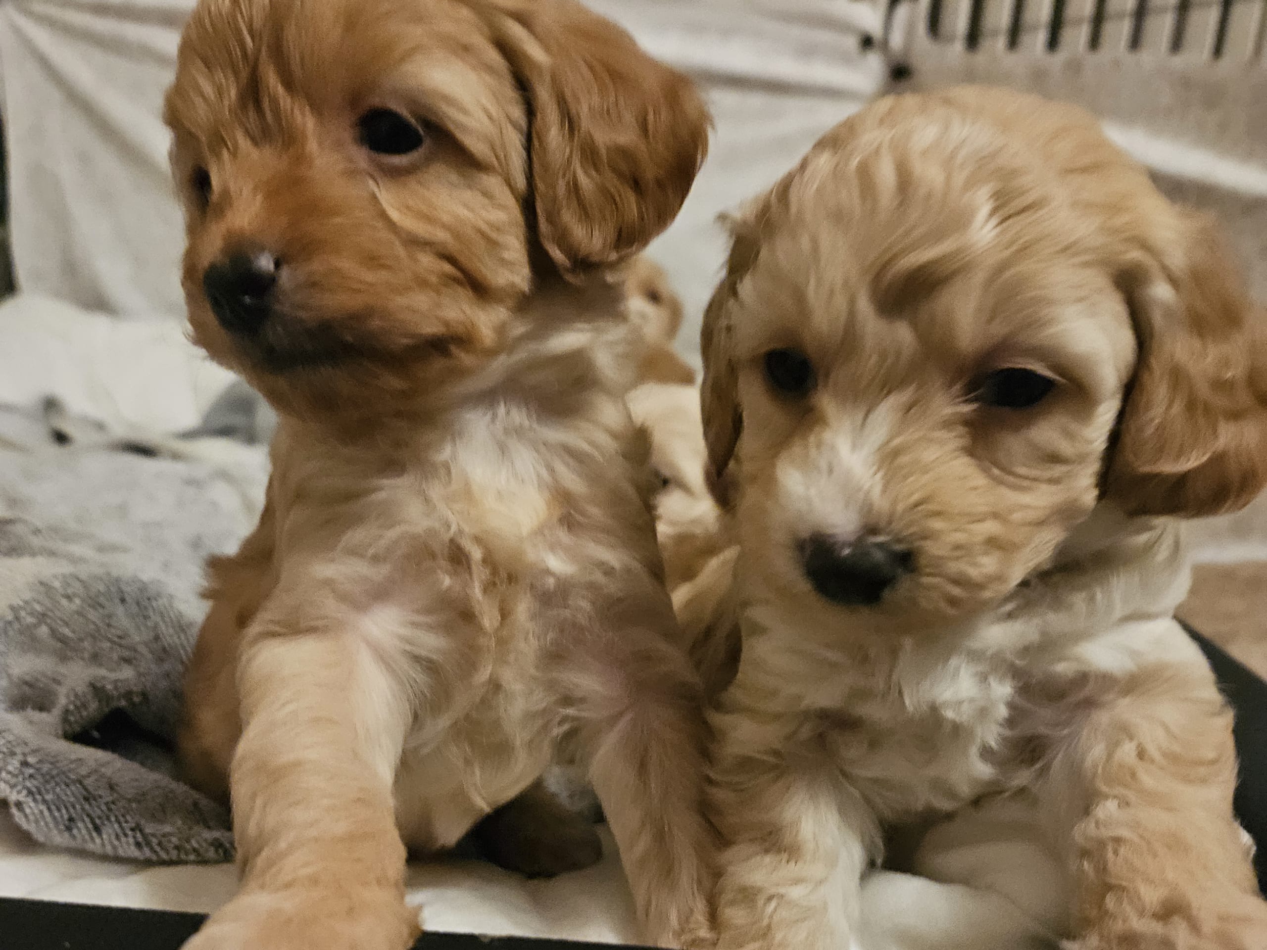 Maltipoo · Simlångsdalen · Elin M.