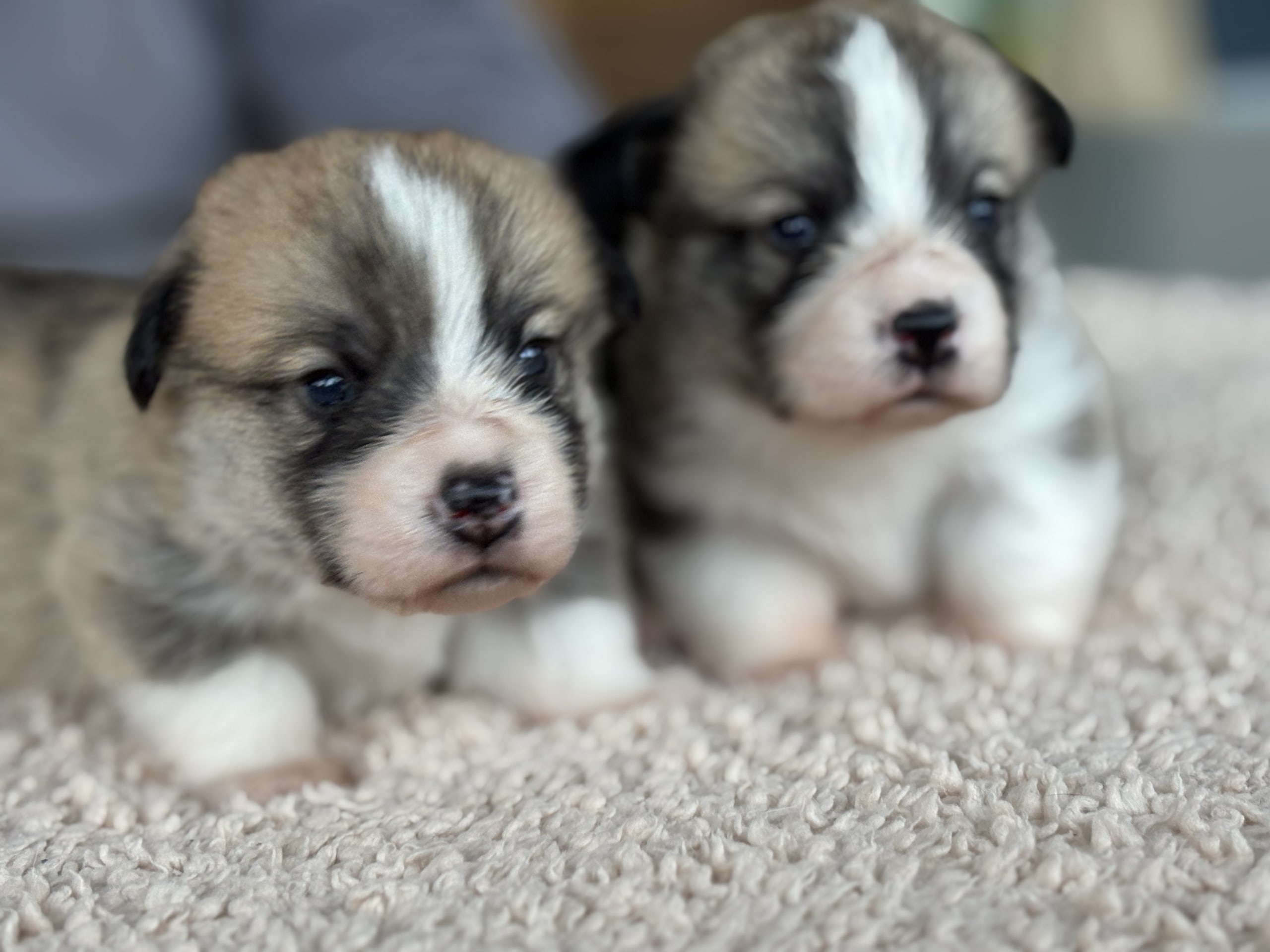 Welsh corgi pembroke · Höör · Jersgården
