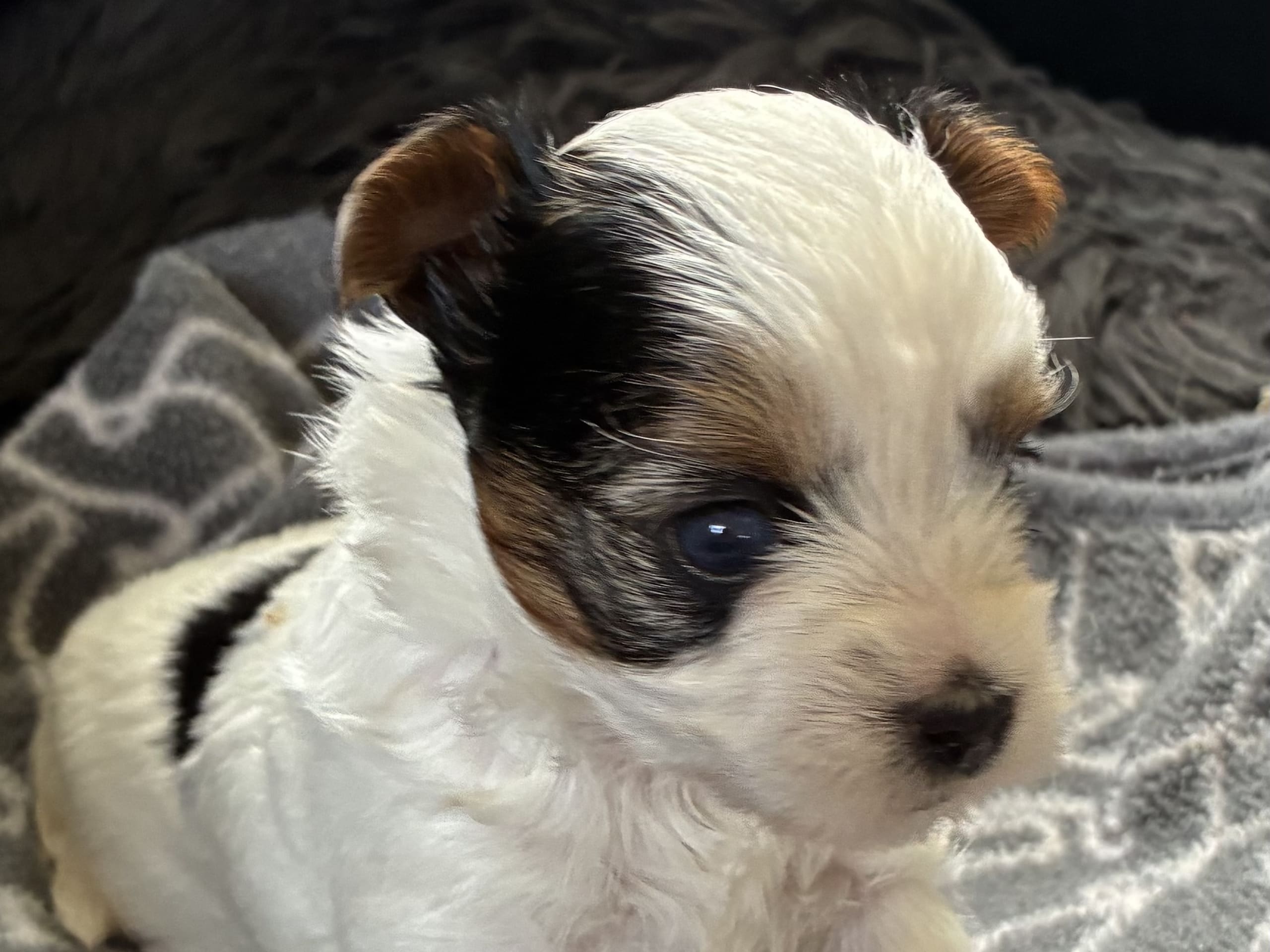 Biewer Terrier · ängelholm · Caterina T.