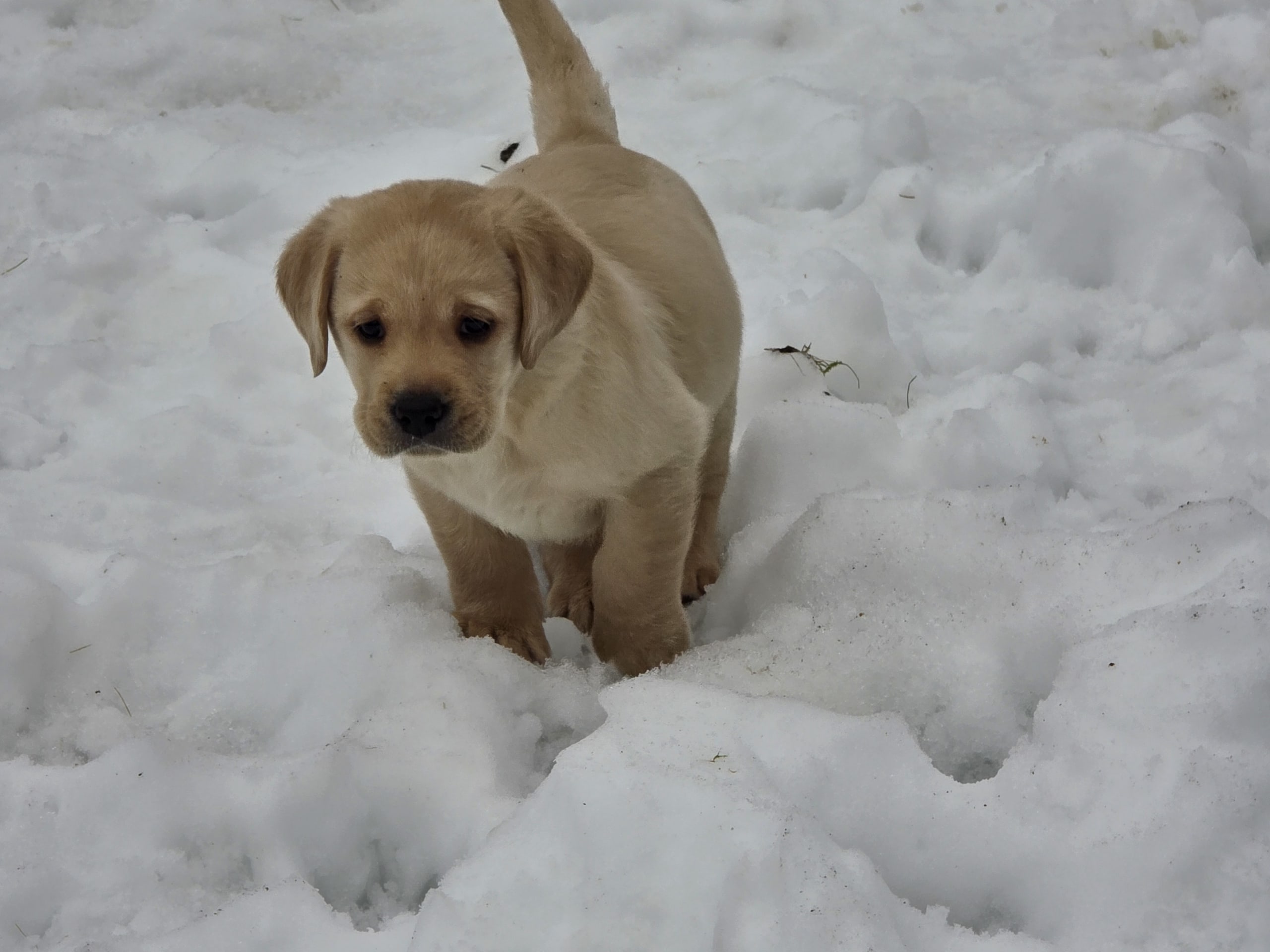 Labrador retriever