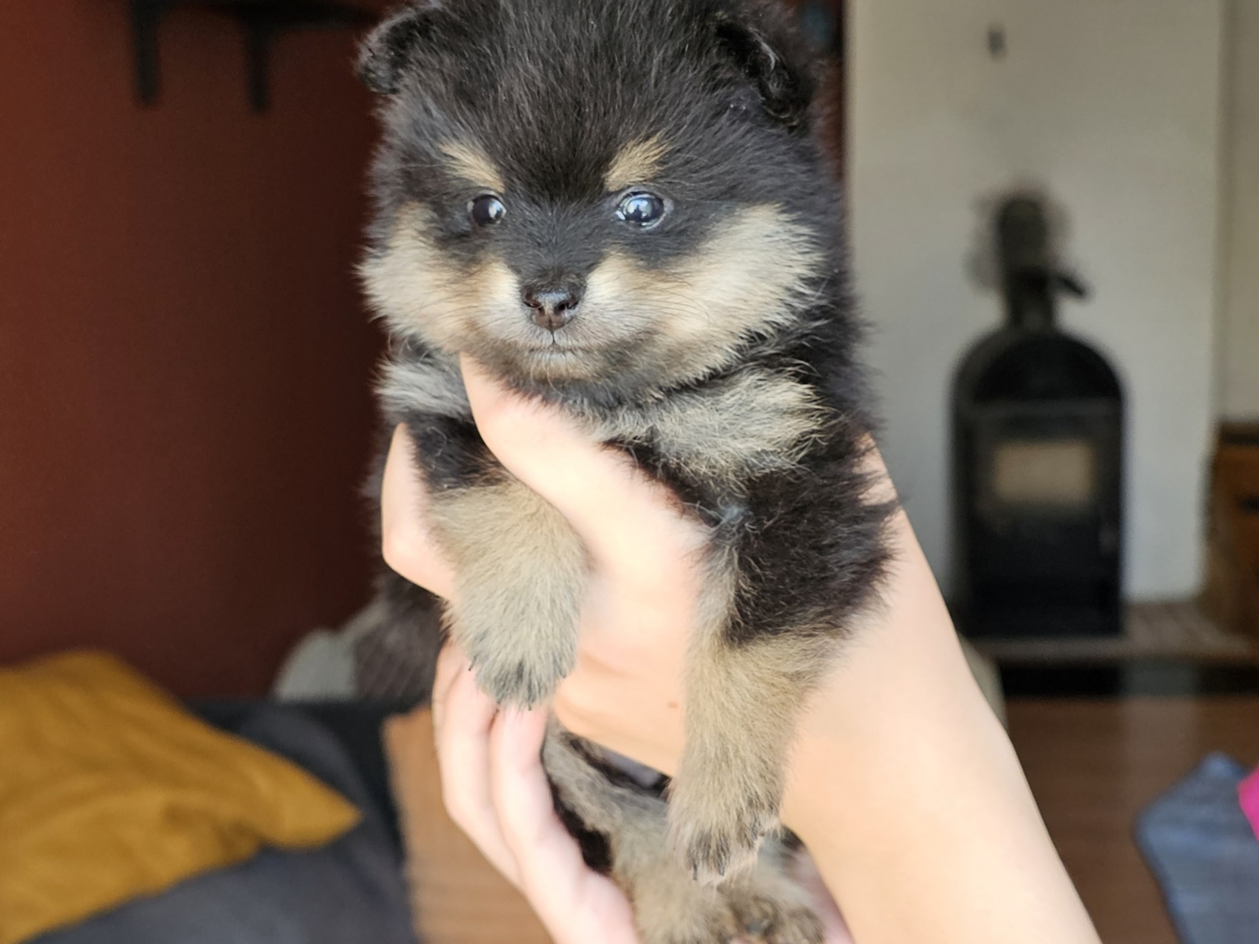 Pomeranian · Enköping · Pomsik Rakaaig