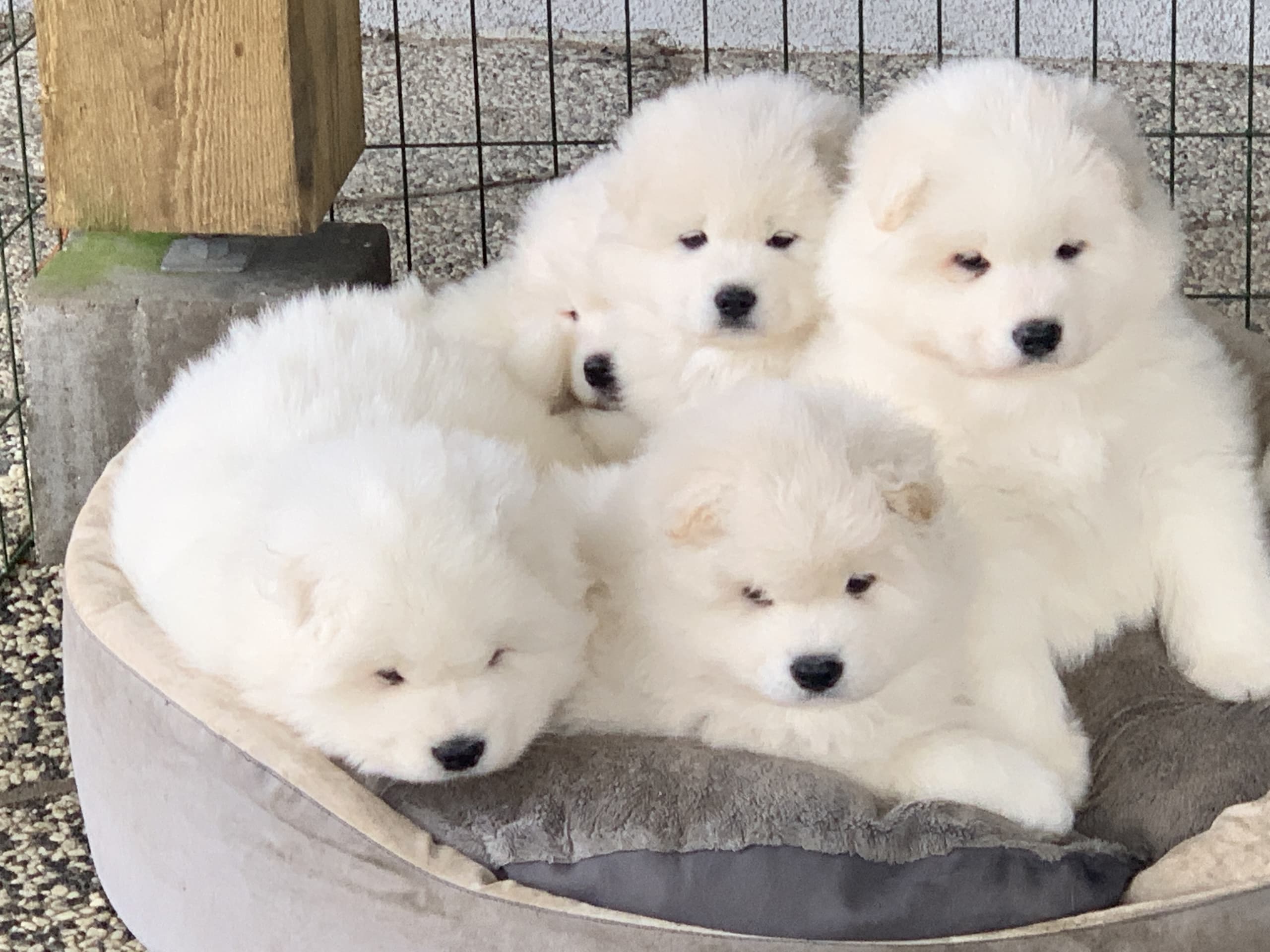 Samojedhund