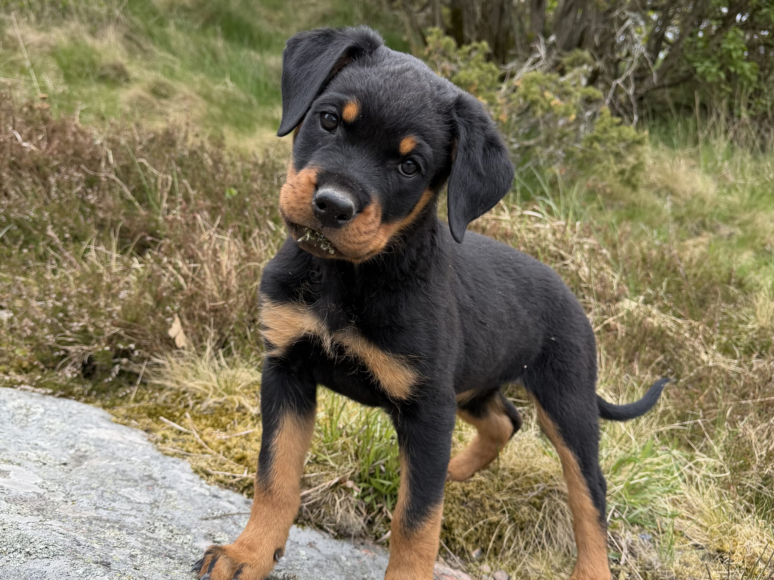 Rottweiler