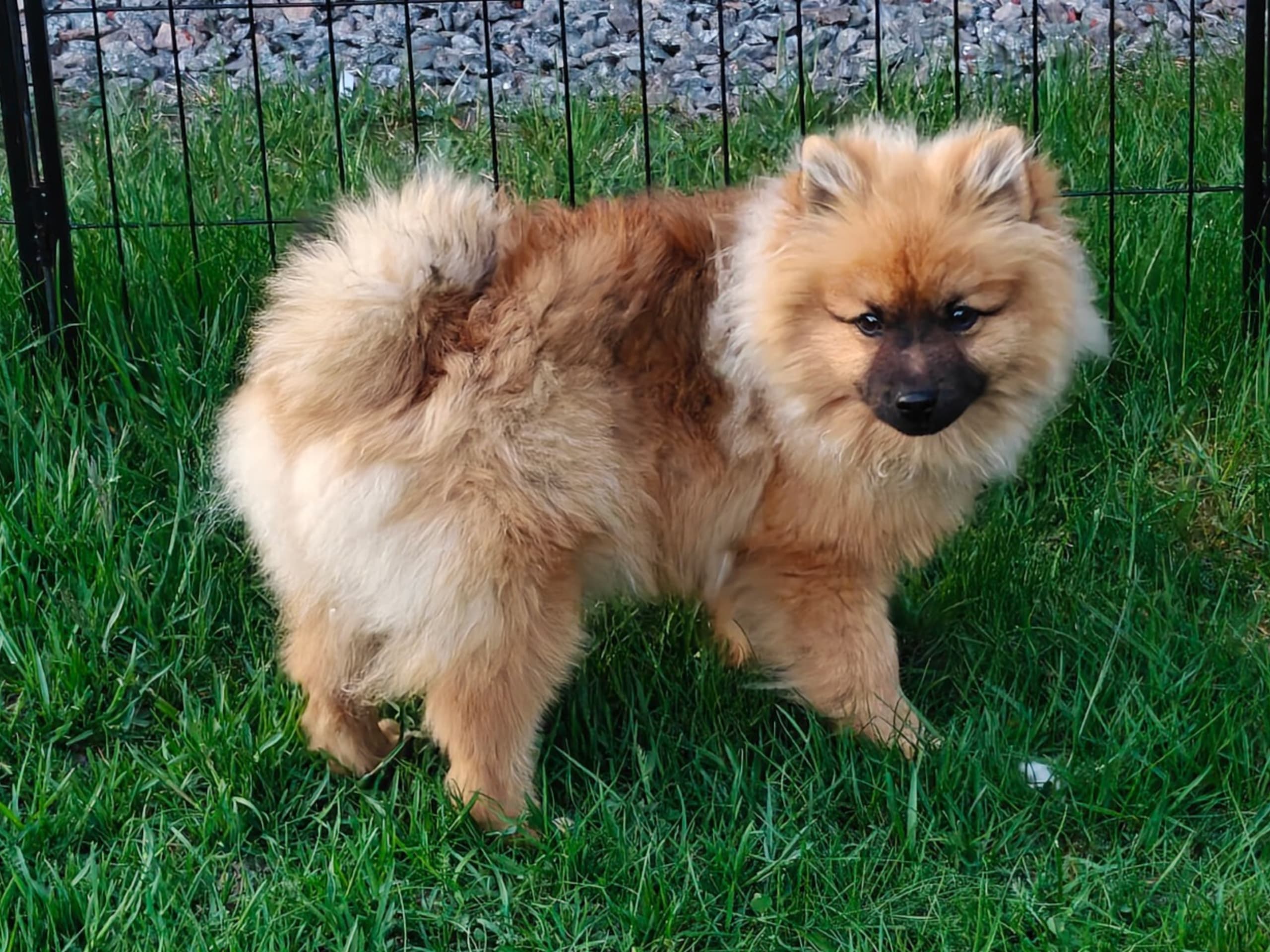 Tysk spets – mittelspitz · Klässbol · Fairdogs