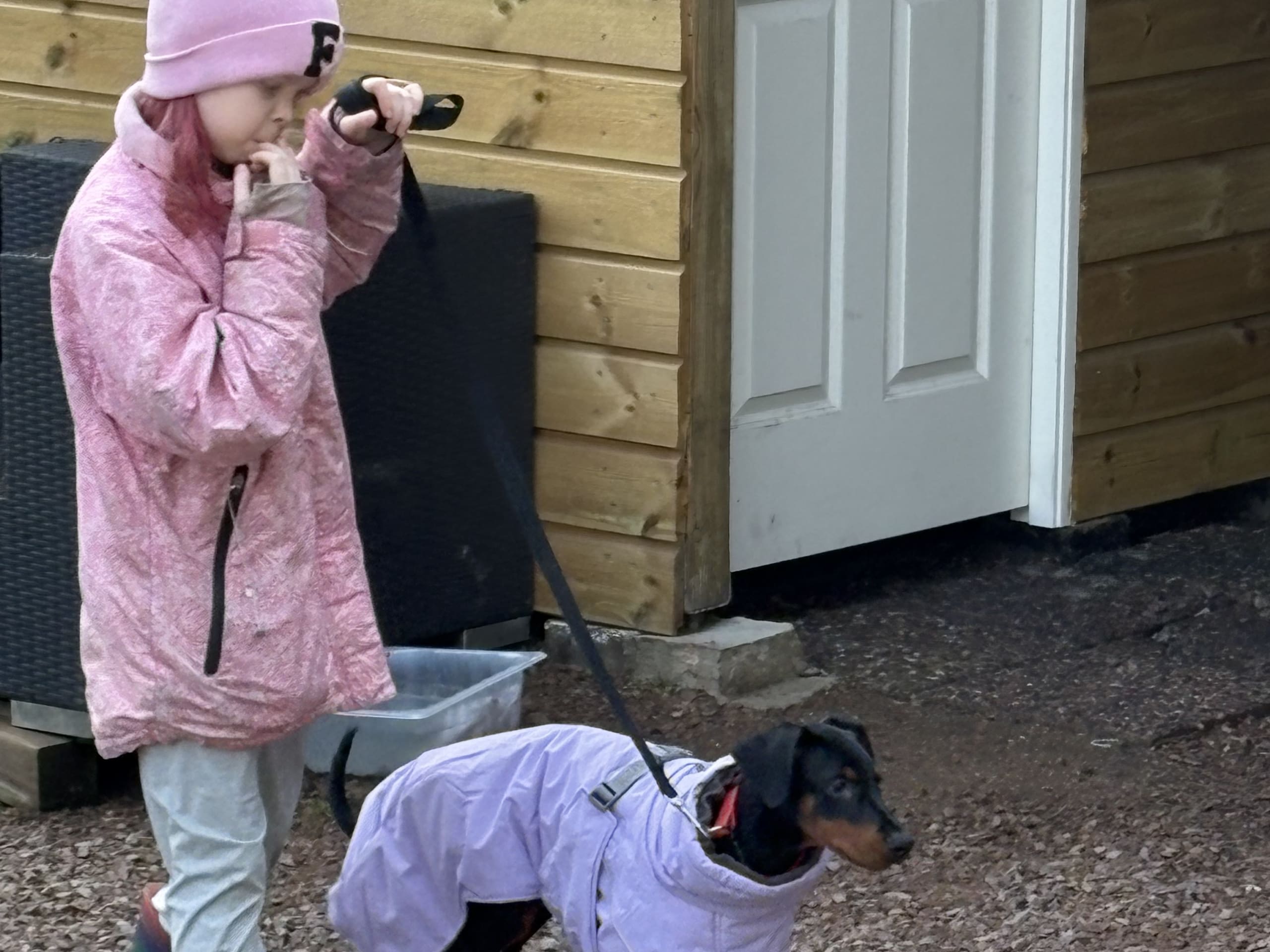 Dobermann