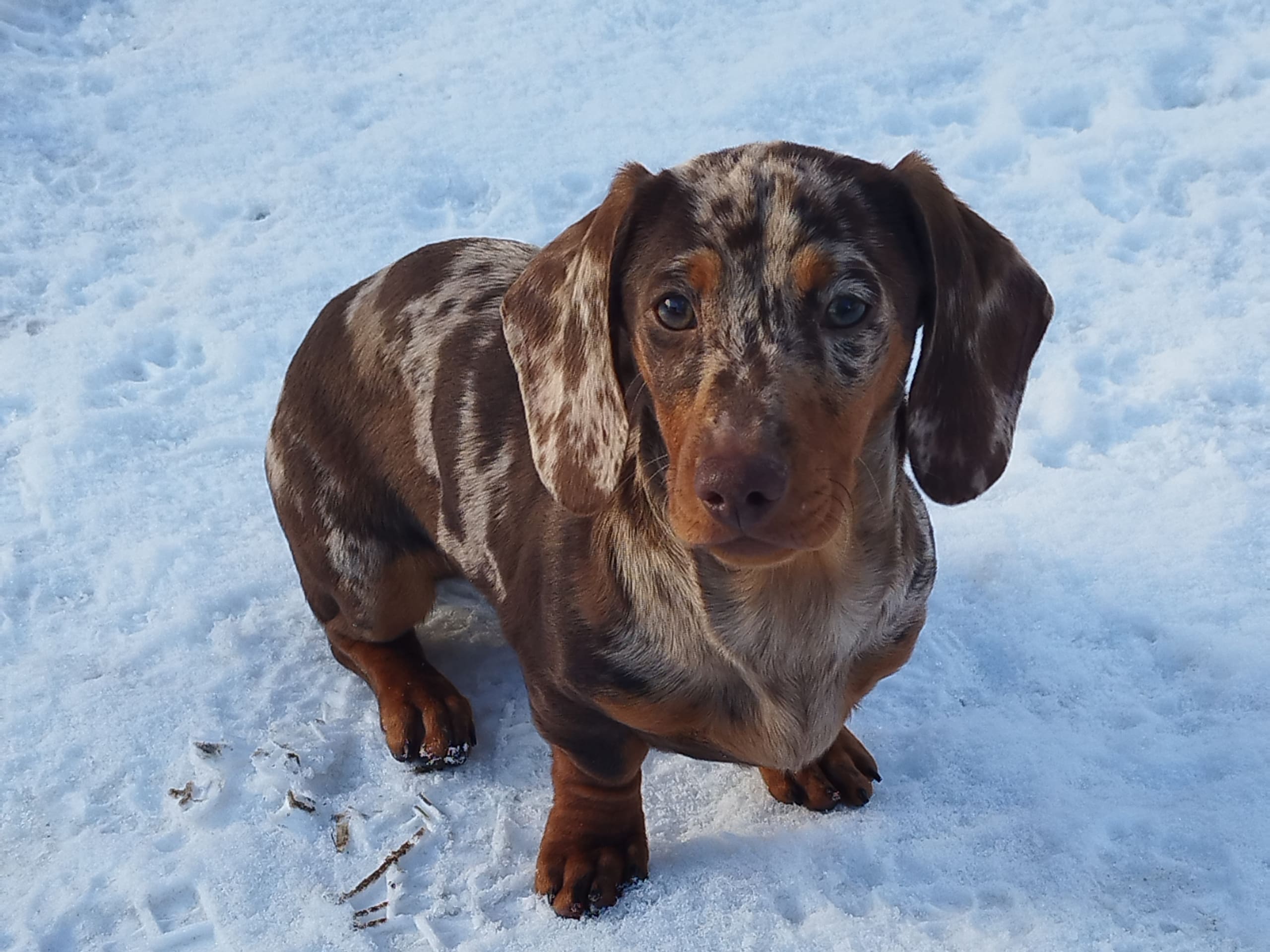 Dachshund