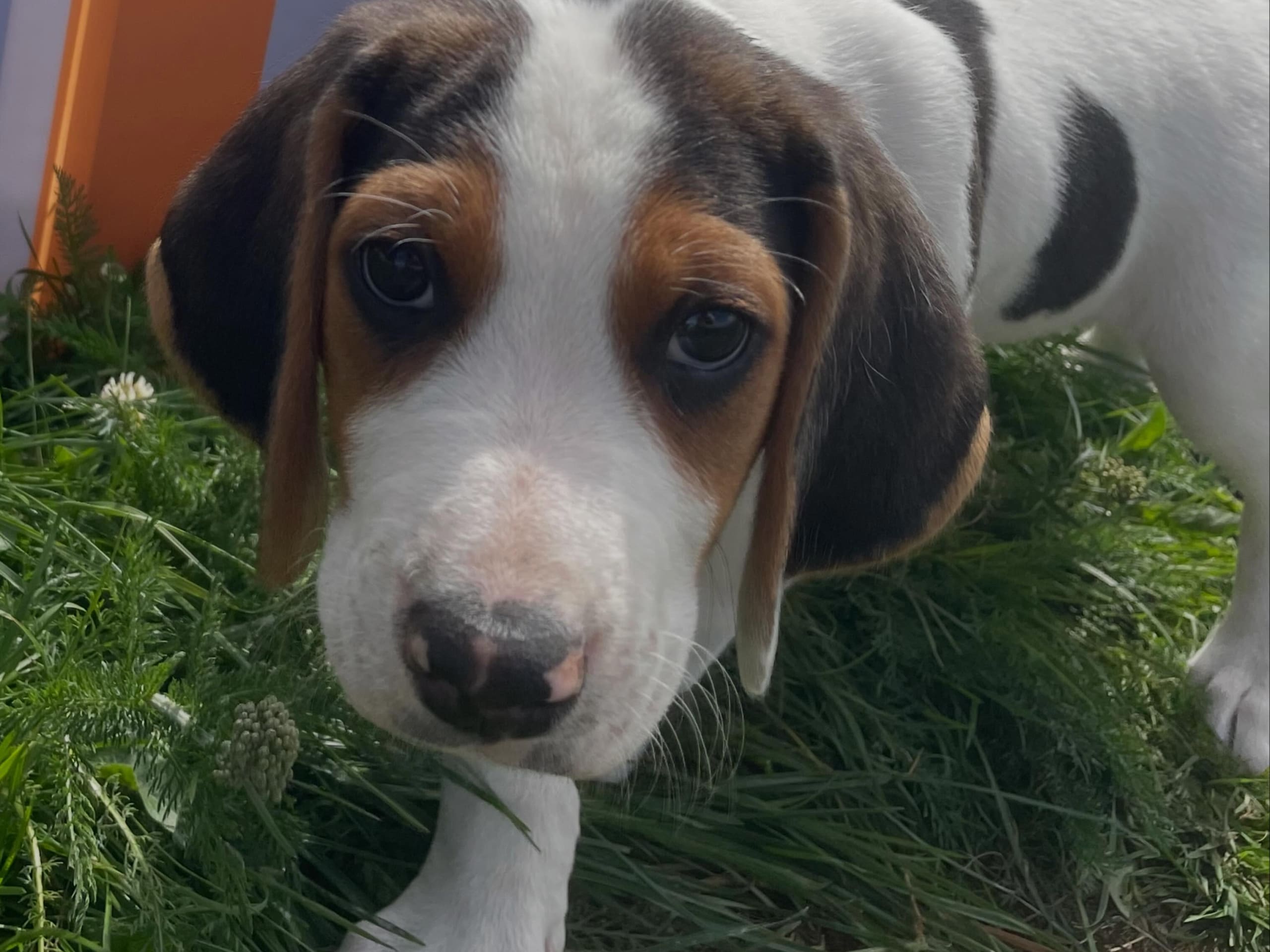 Halden Hound (Haldenstøver)