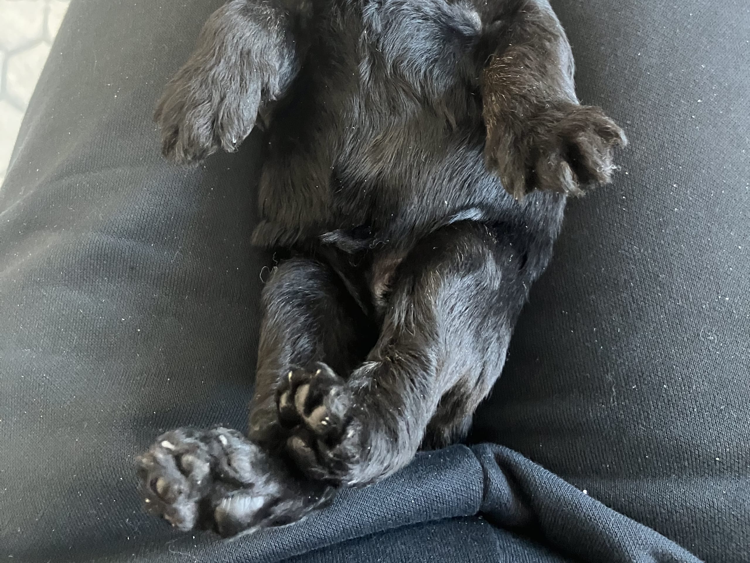 Kerry blue terrier