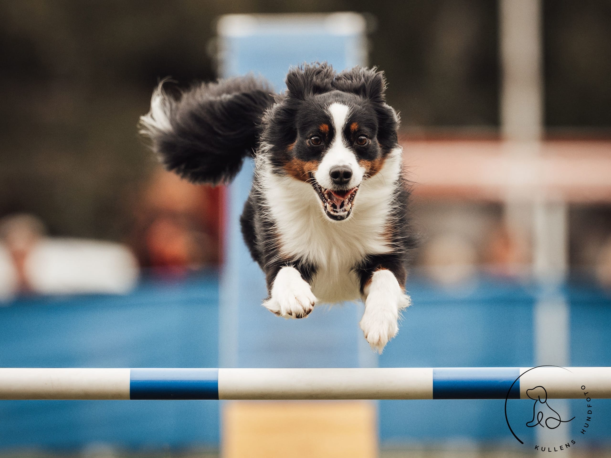 Miniature american shepherd