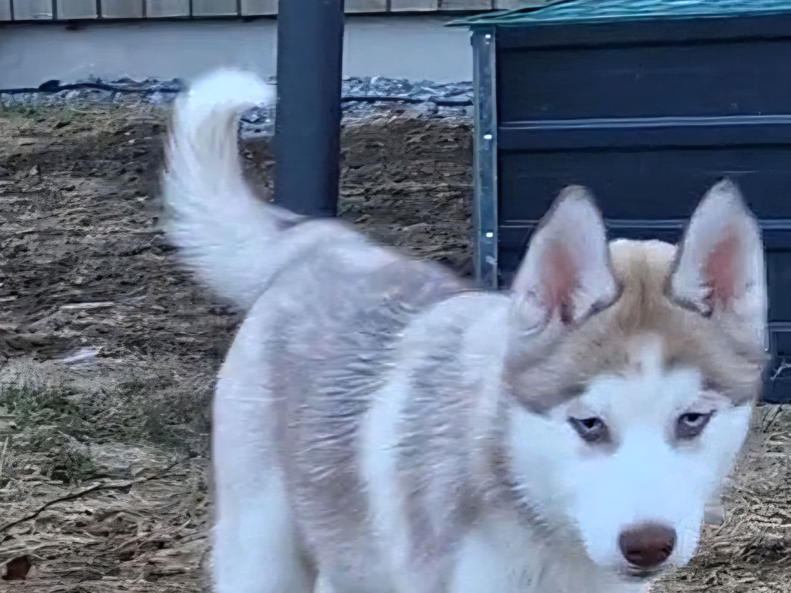 Siberian husky