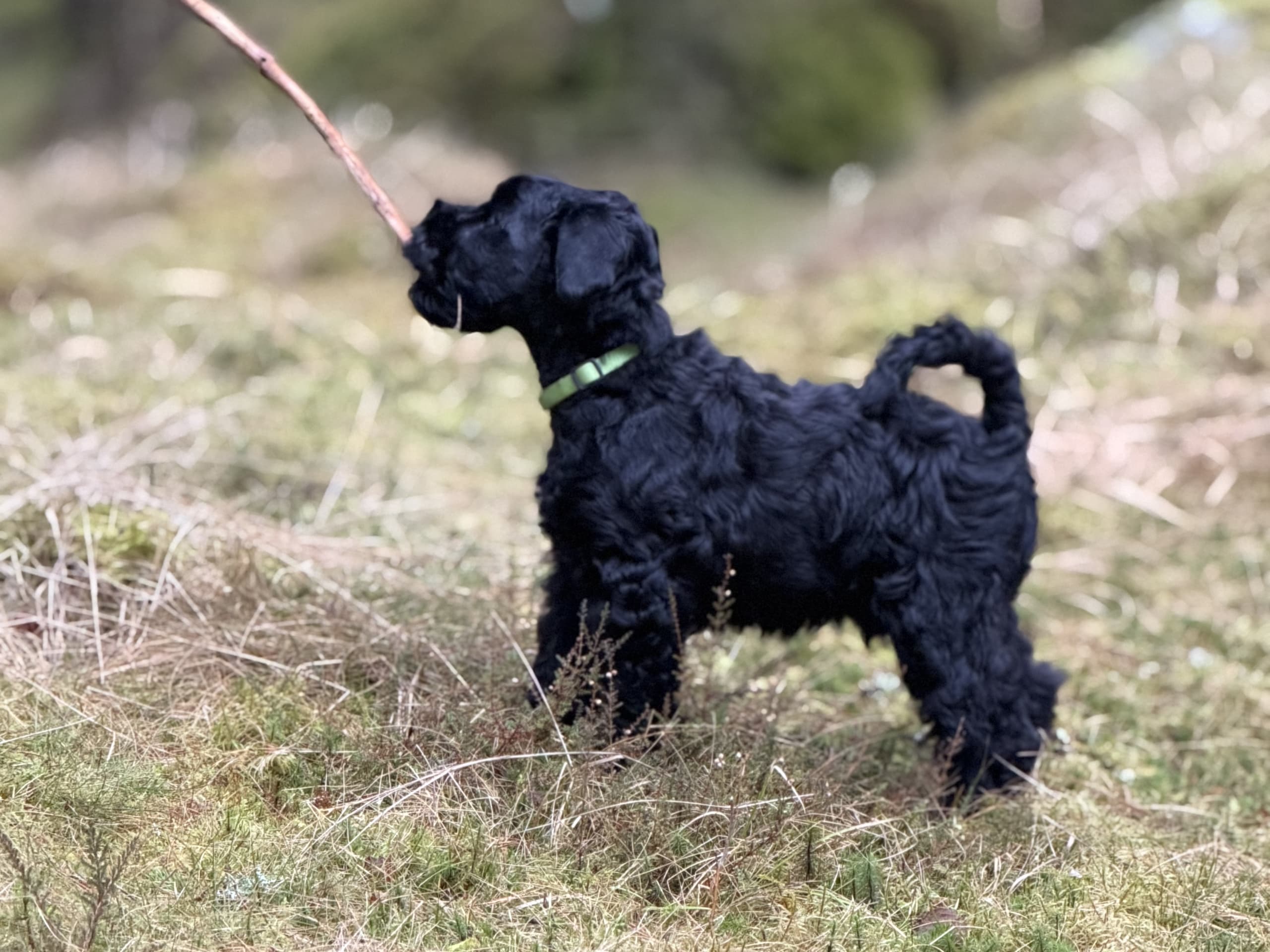 Kerry blue terrier