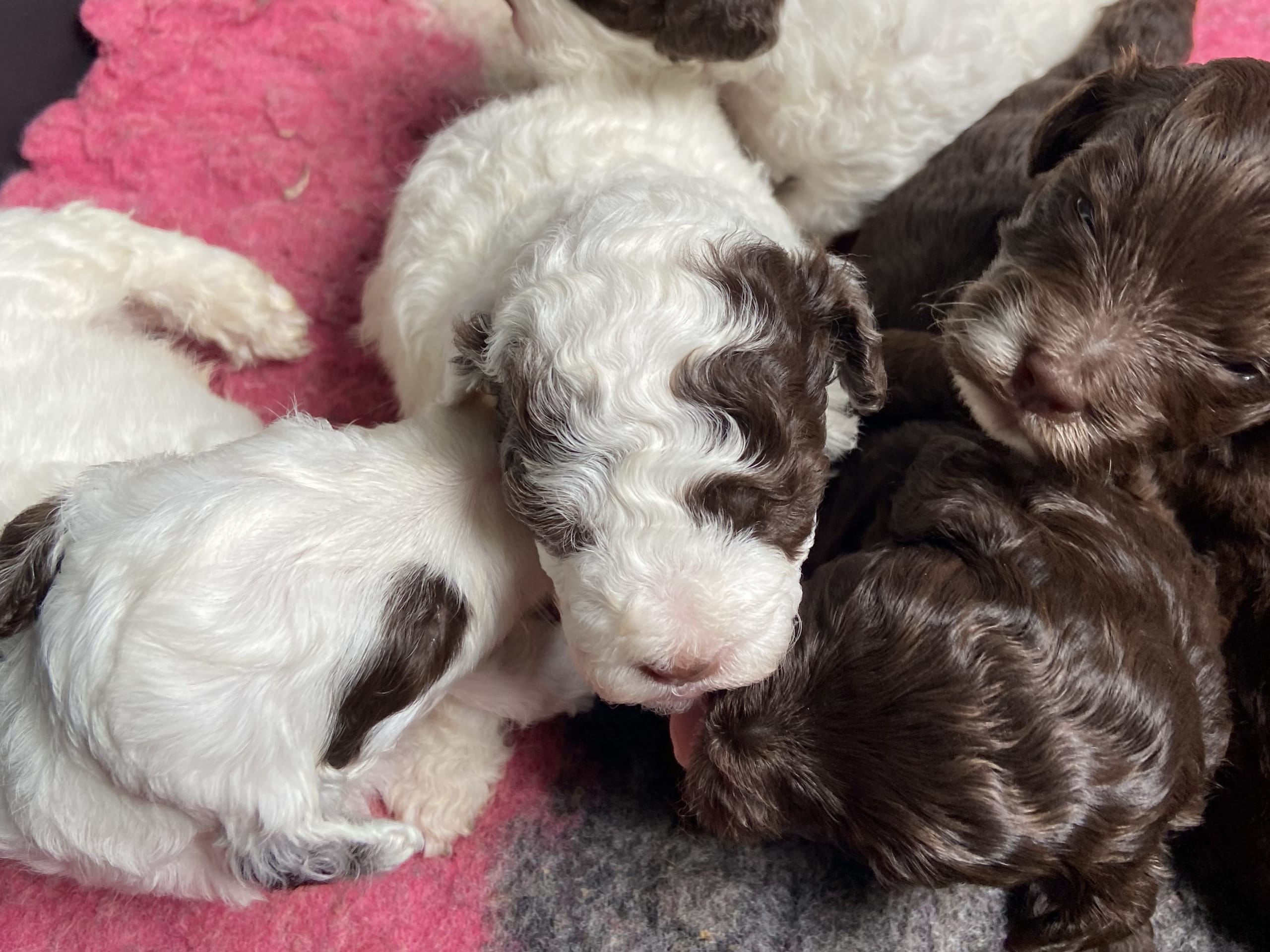 Shihpoo · Nol · Lyckliga Vovven