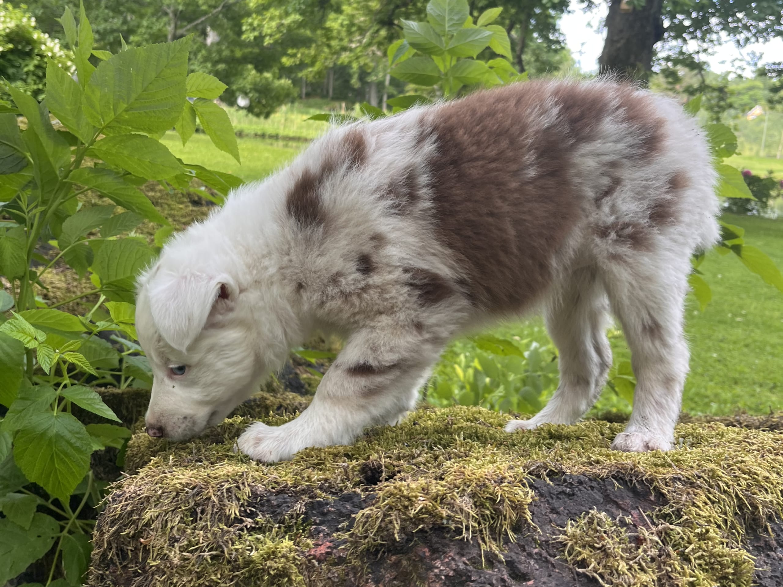 Border collie/ Australien shepard · Tierp · Anna K.