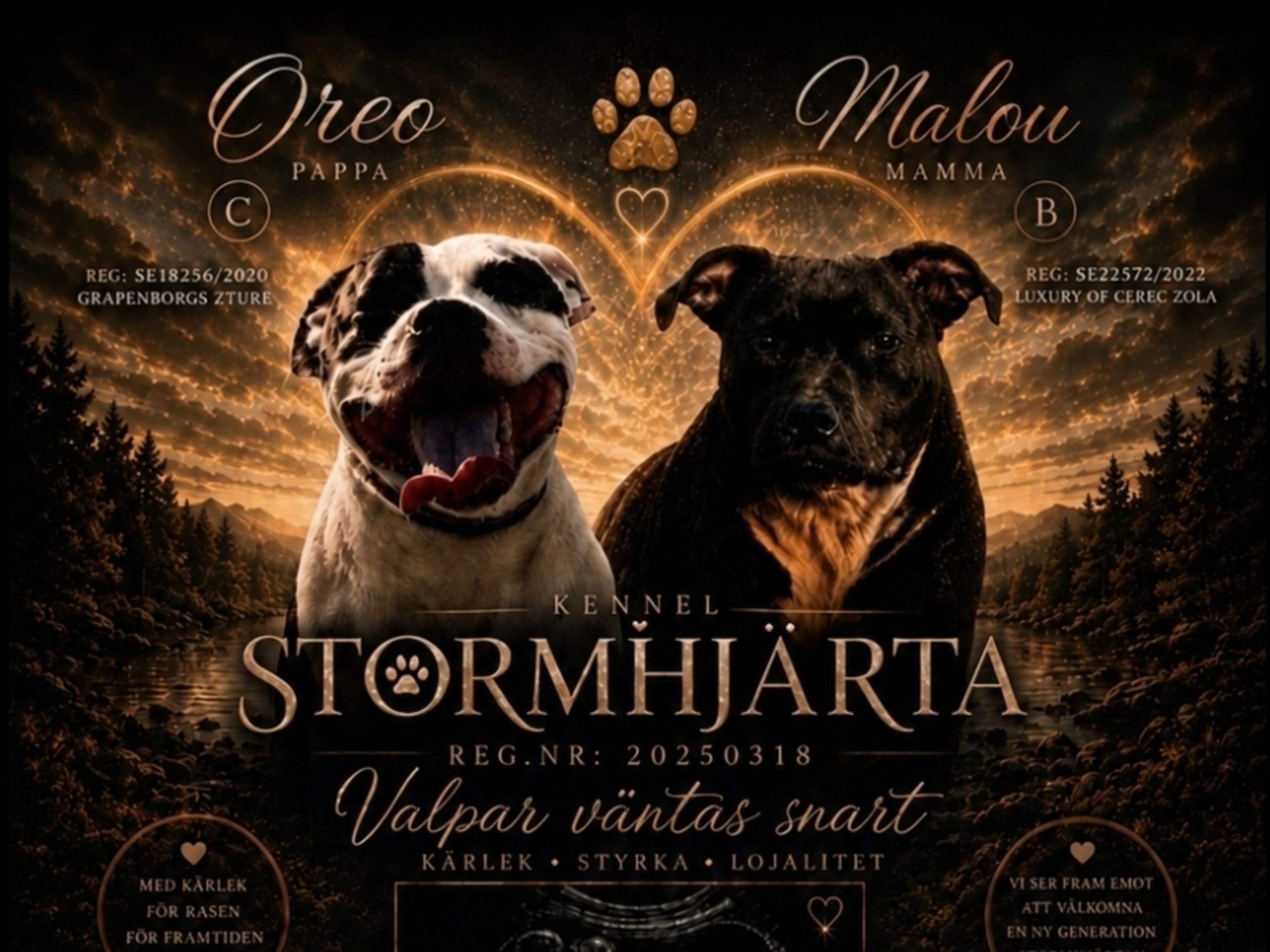 Staffordshire Bull Terrier · Lillkyrka · Stormhjärta