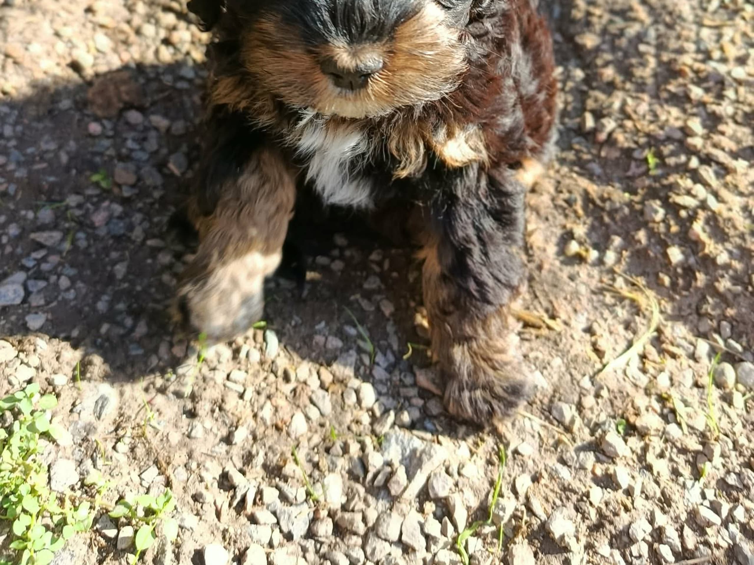 Cockerpoo · Hjortkvarn · Hjortkvarns Cavapoo
