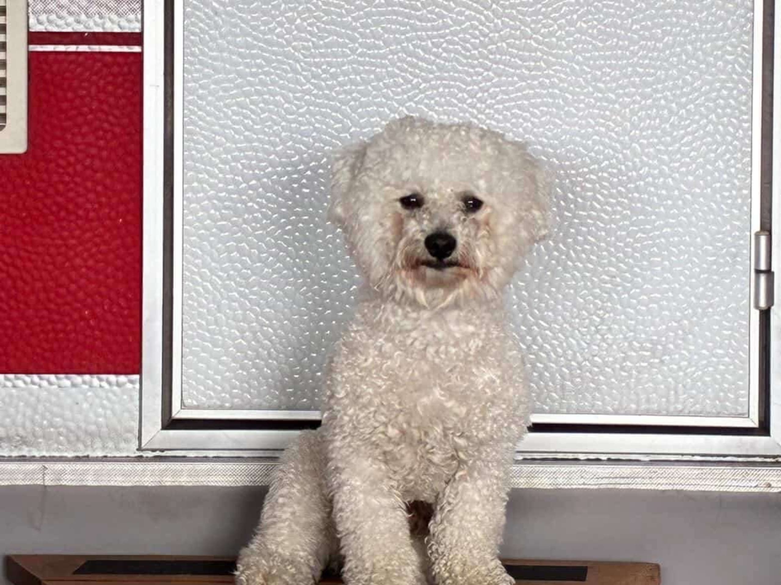 Bichon frisé
