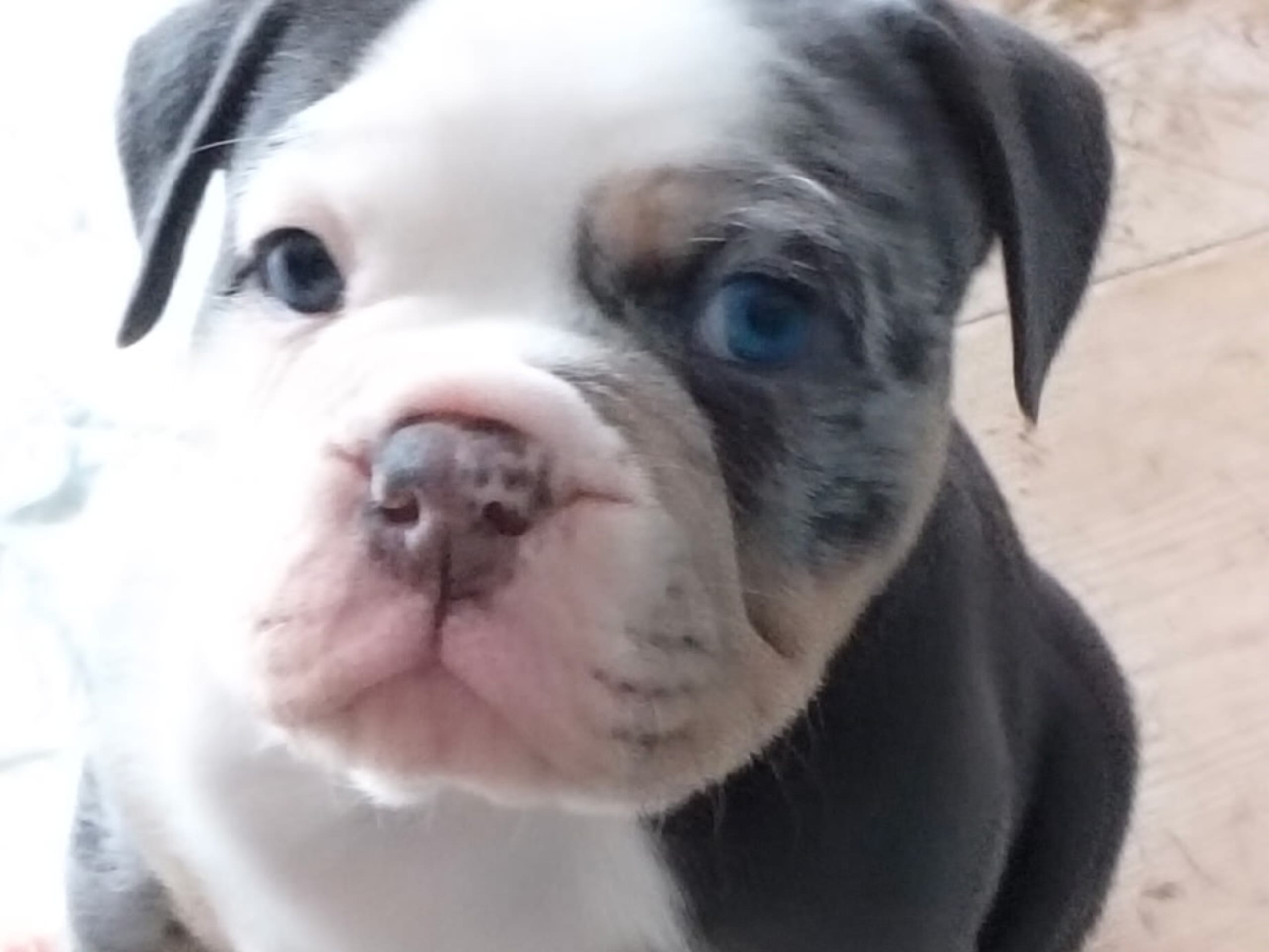 Olde english bulldogge