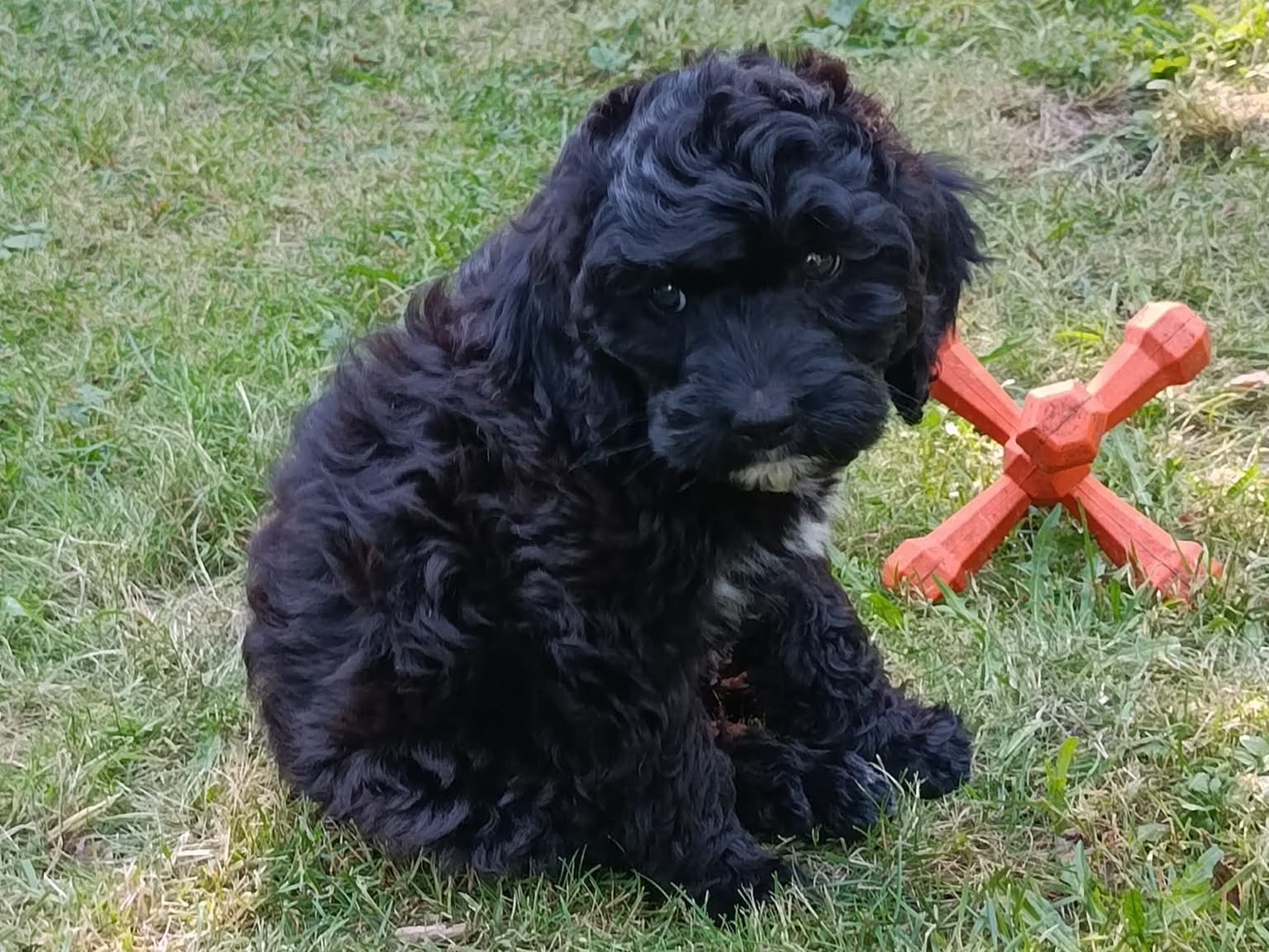 Cockerpoo · Hjortkvarn · Hjortkvarns Cavapoo