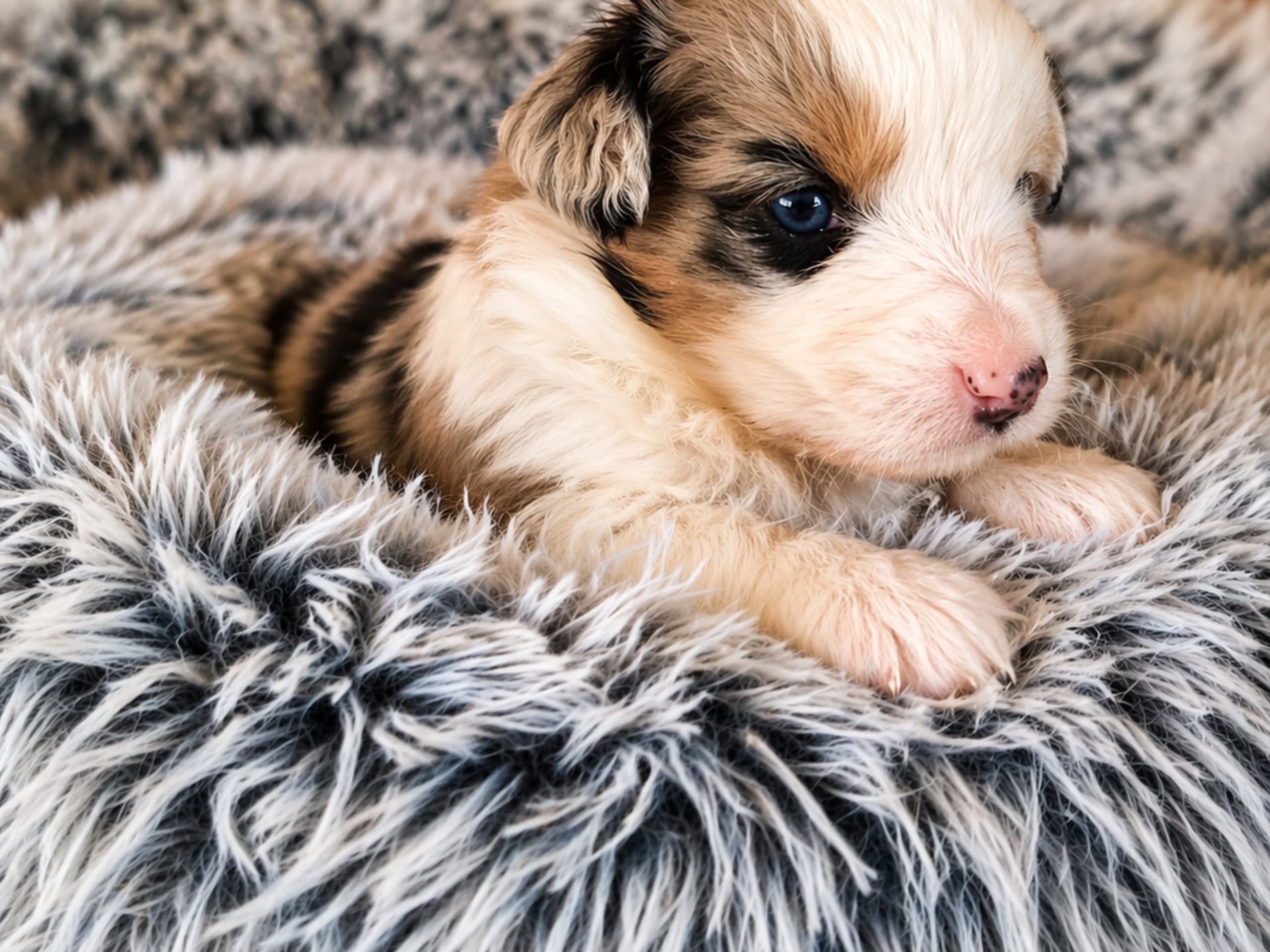 Miniature american shepherd