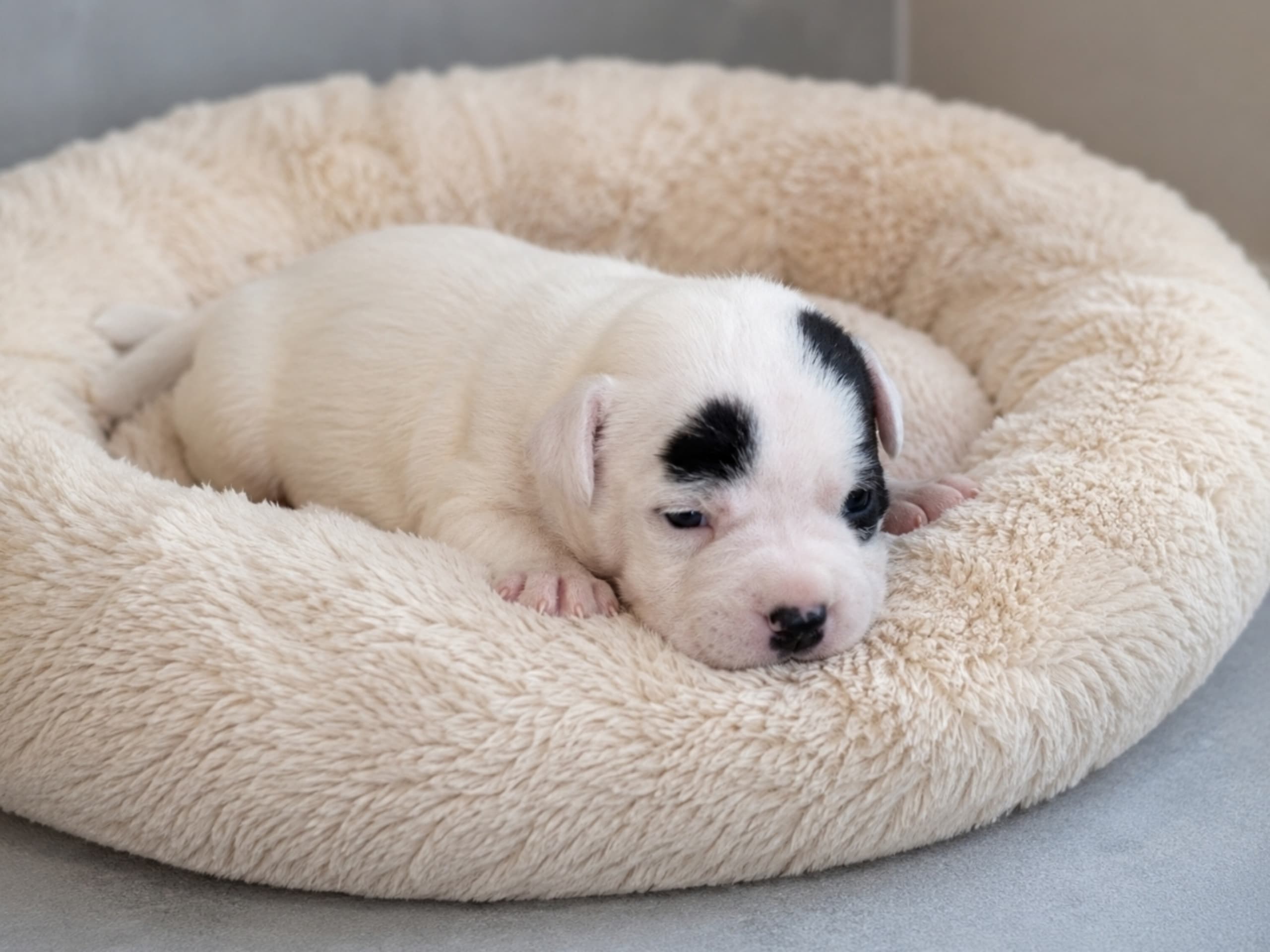 Staffordshire bull terrier · Lillkyrka · Stormhjärta