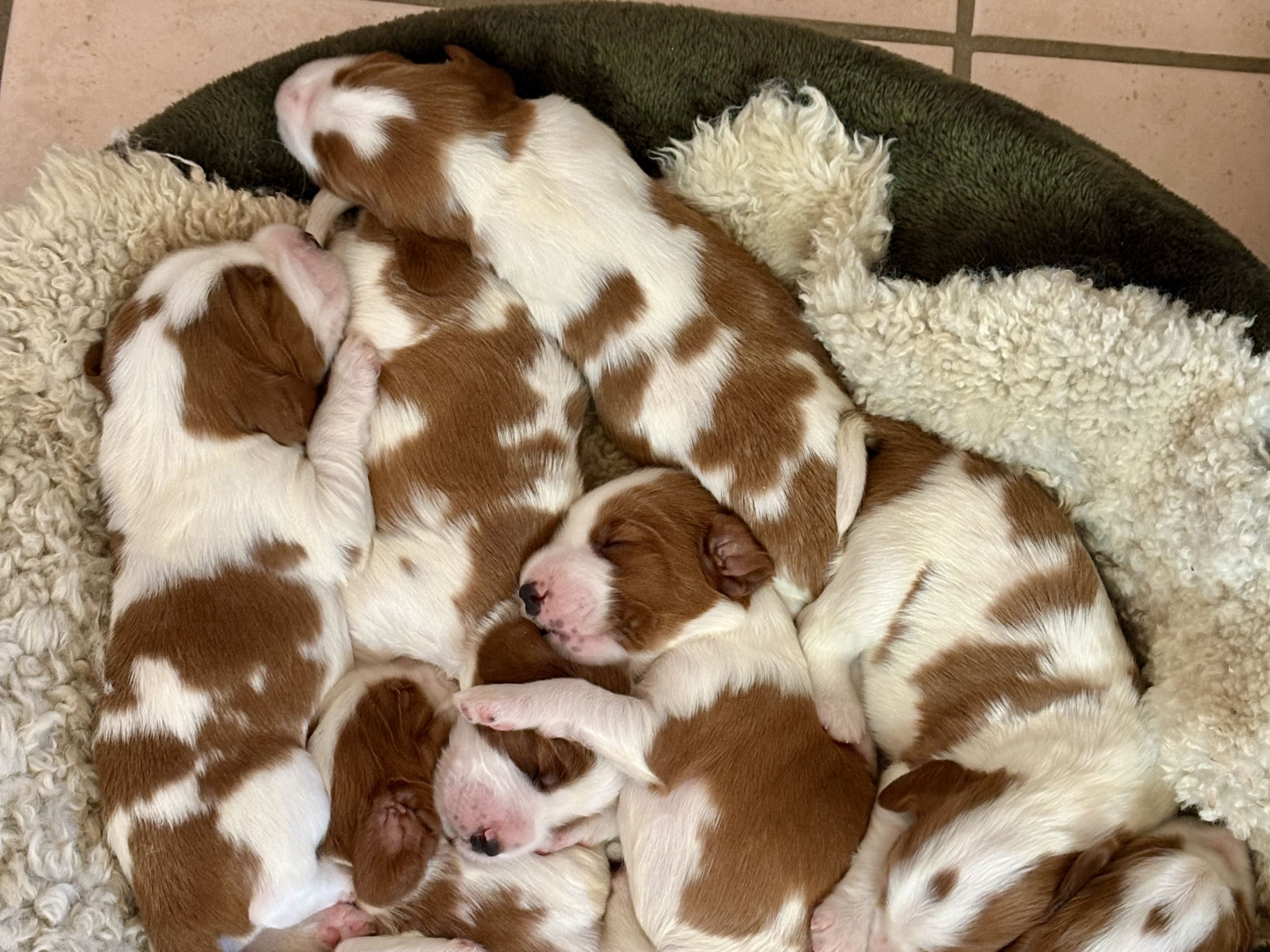 Welsh springer spaniel