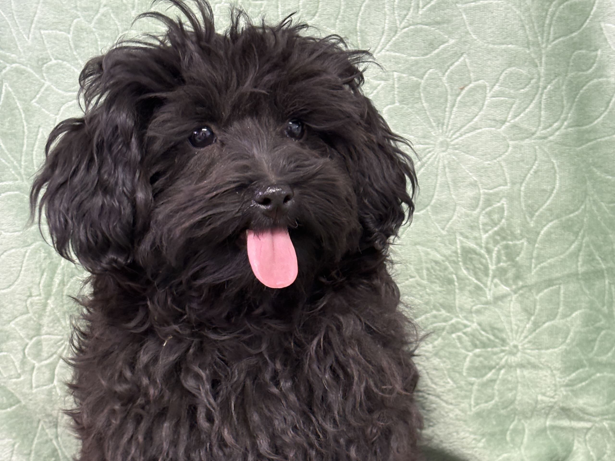 Havapoo · Vena · Berrys Kennel & Beko