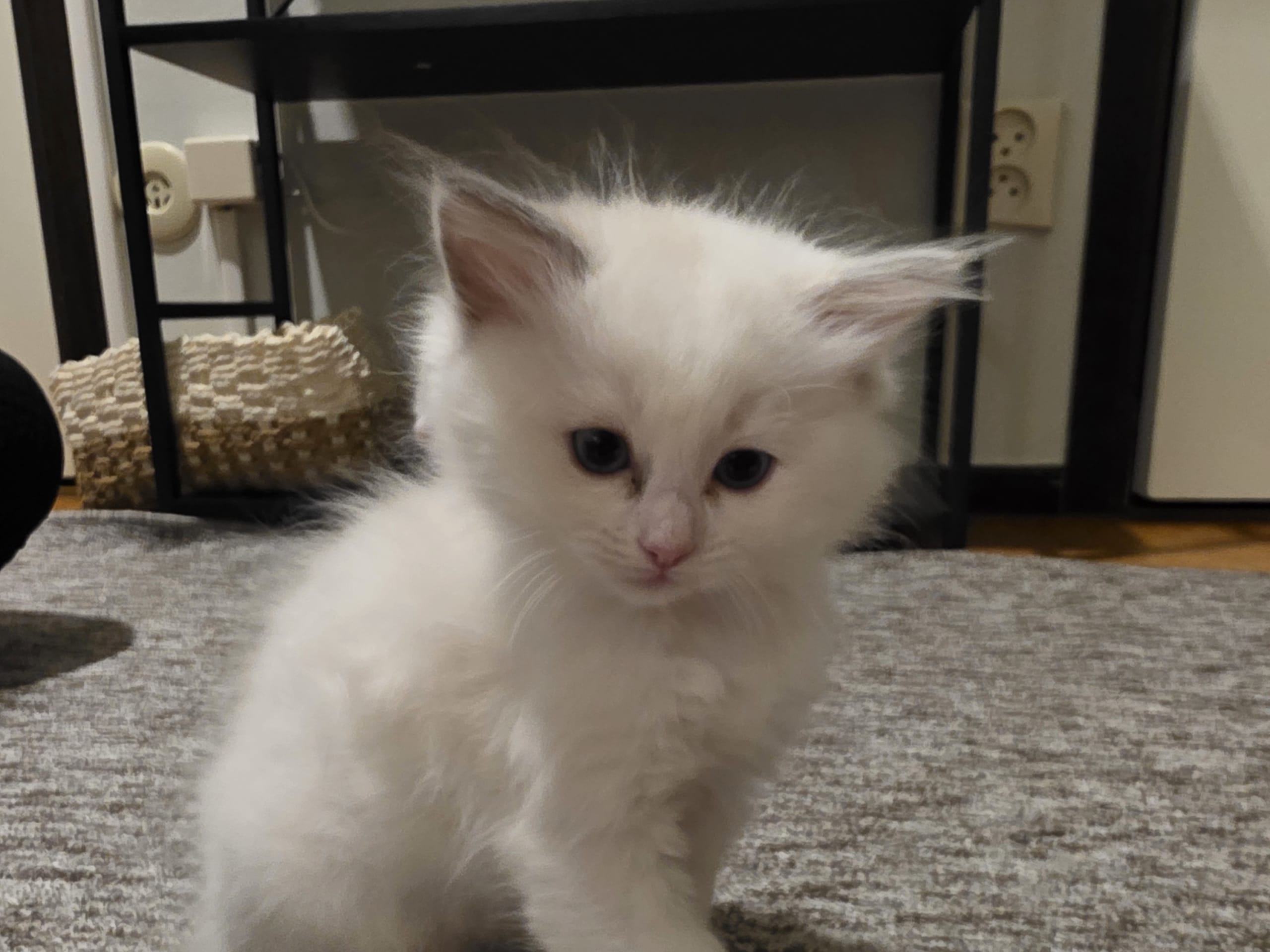 Ragdoll · Norrköping · Benjamin I.
