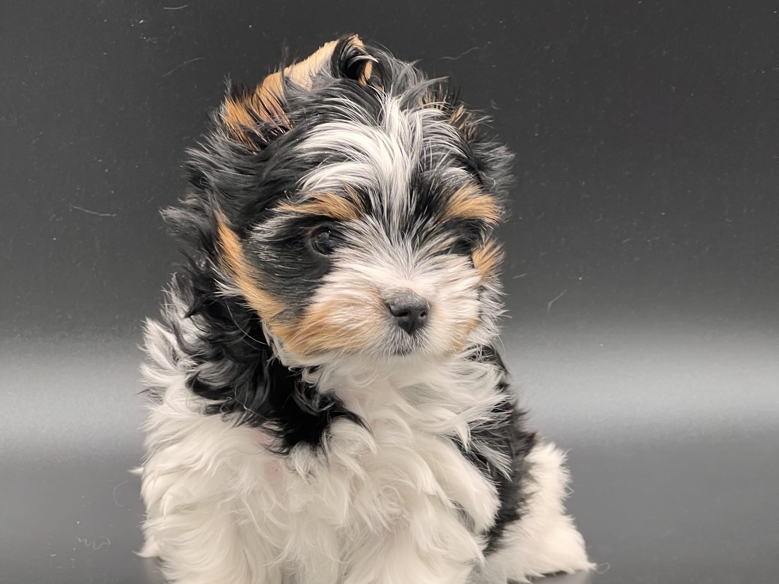 Biewer terrier