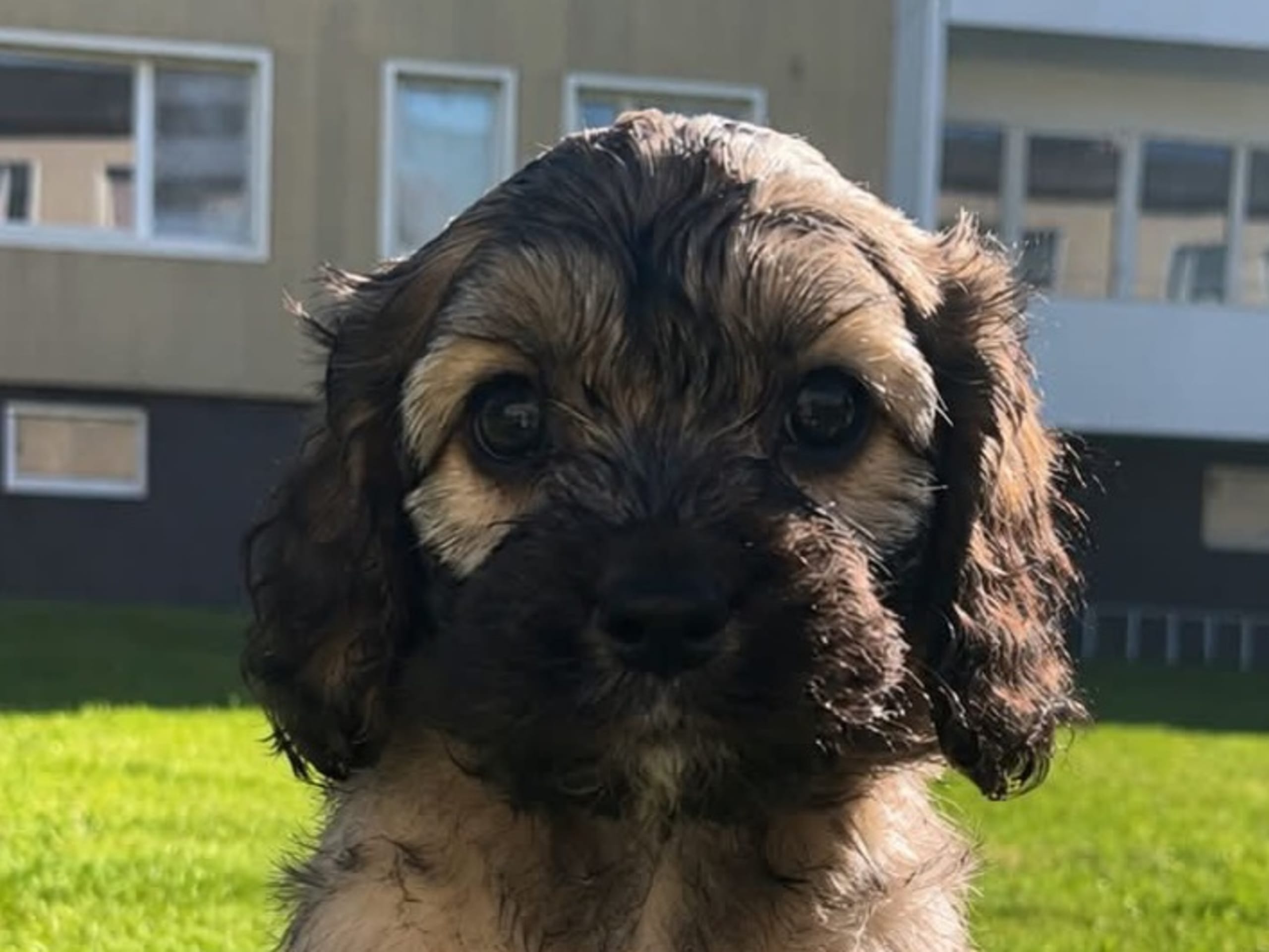 Cavapoo
