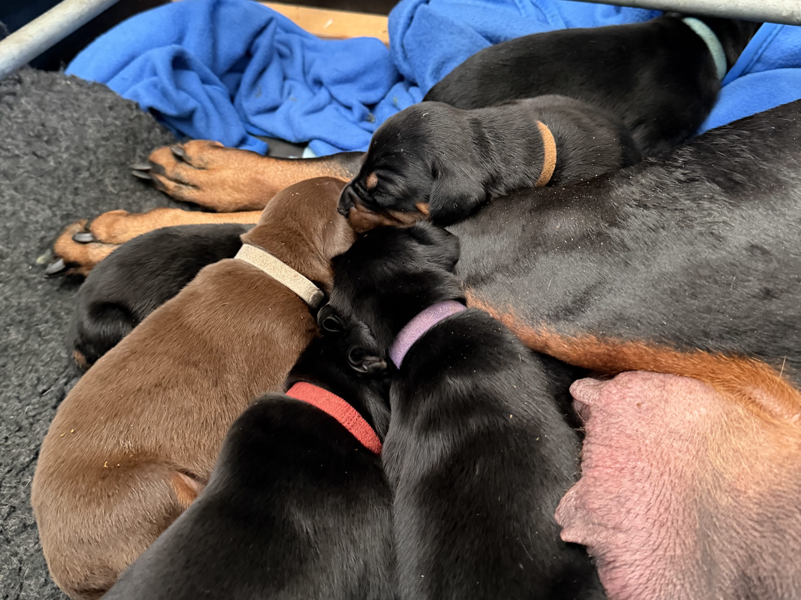 Dobermann