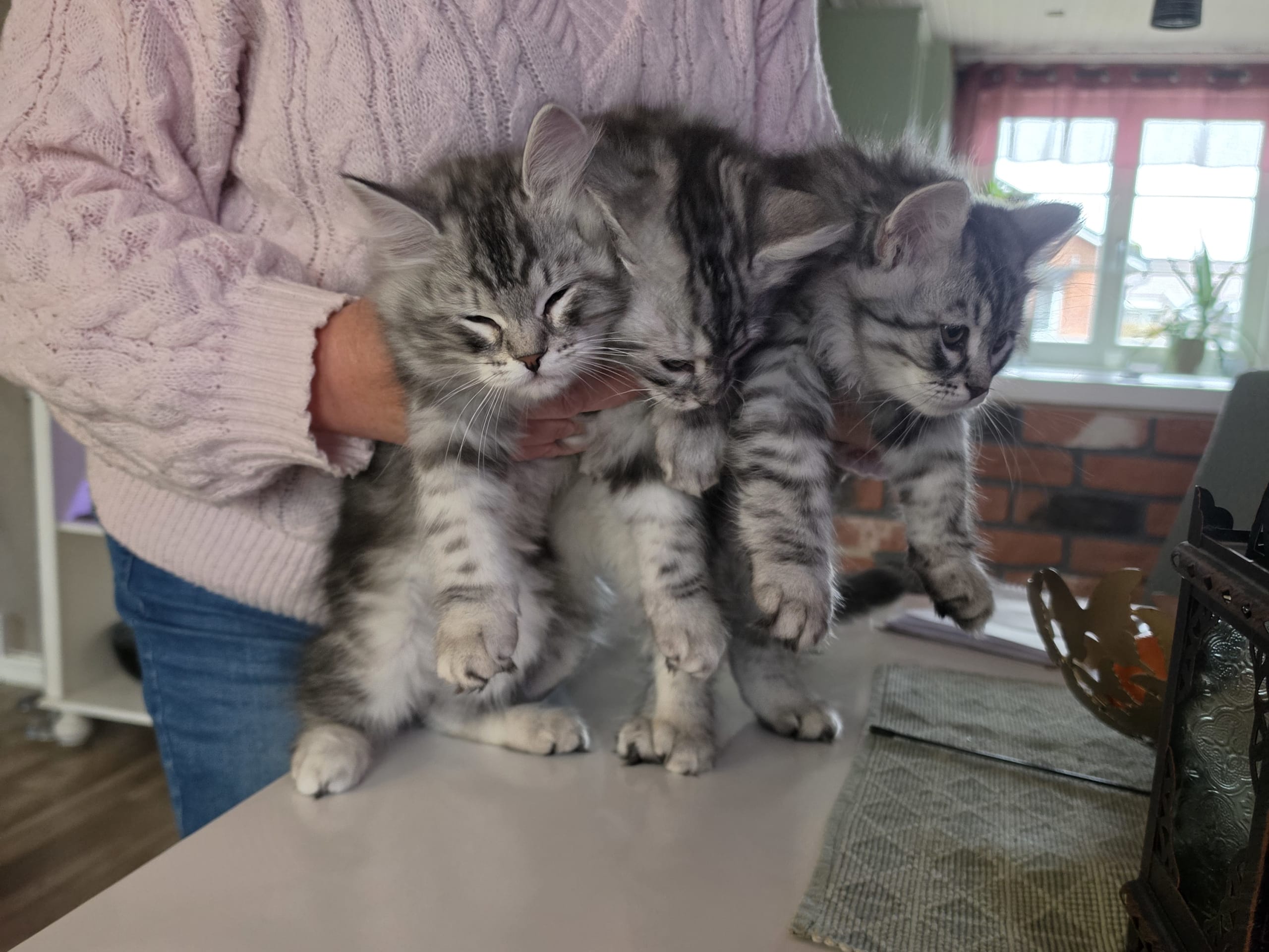Sibirisk katt