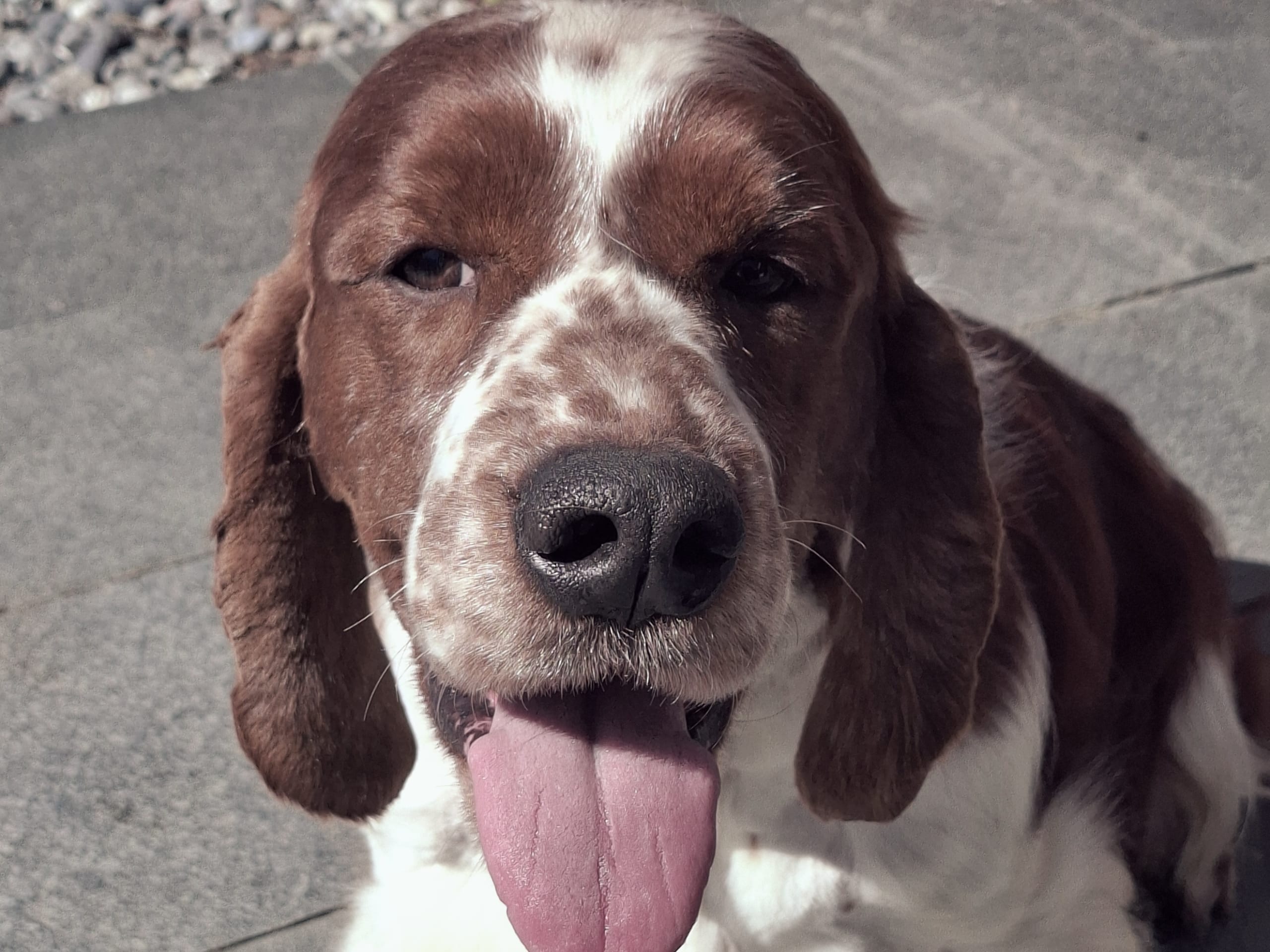 Welsh springer spaniel