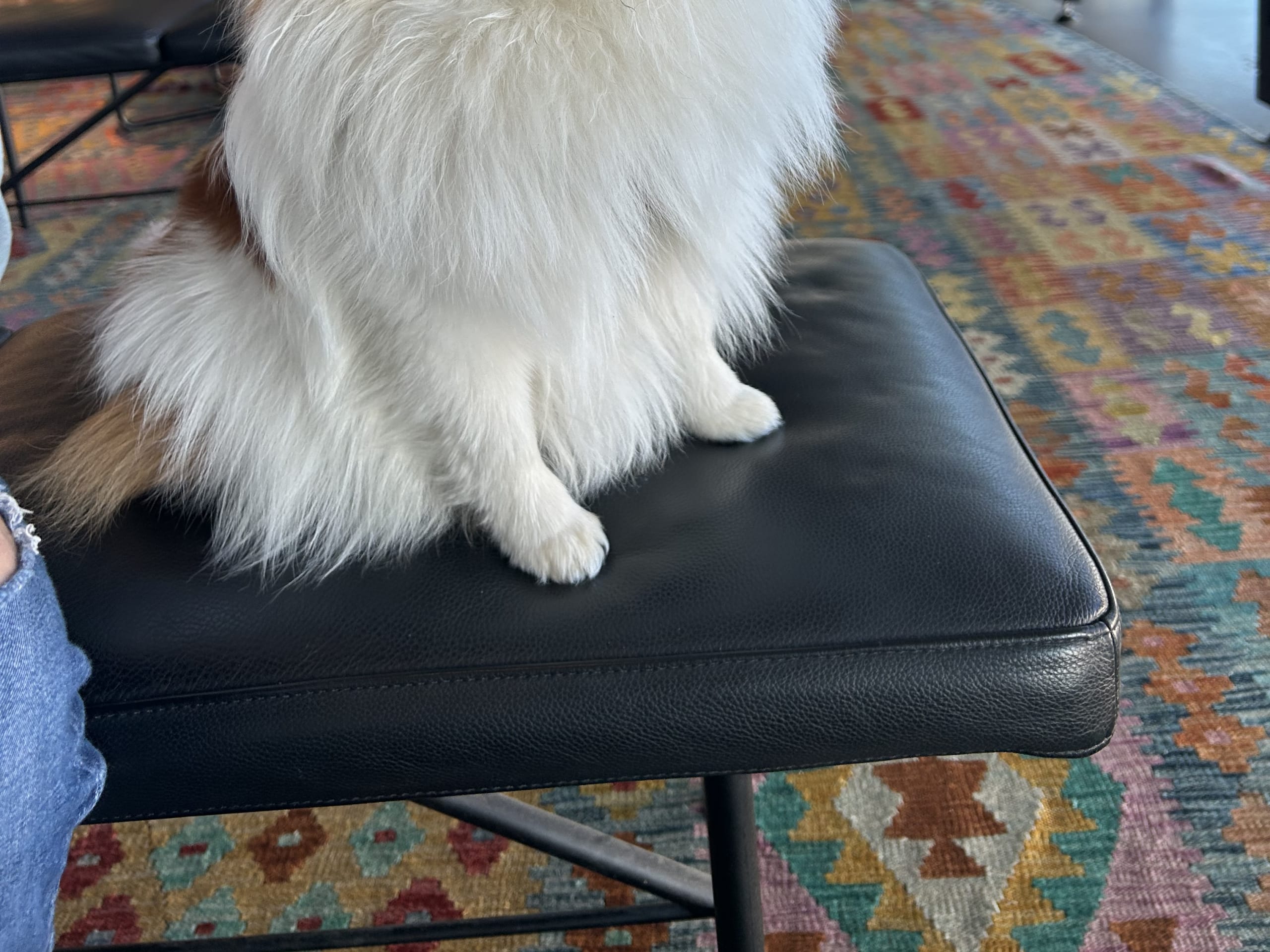 Pomeranian
