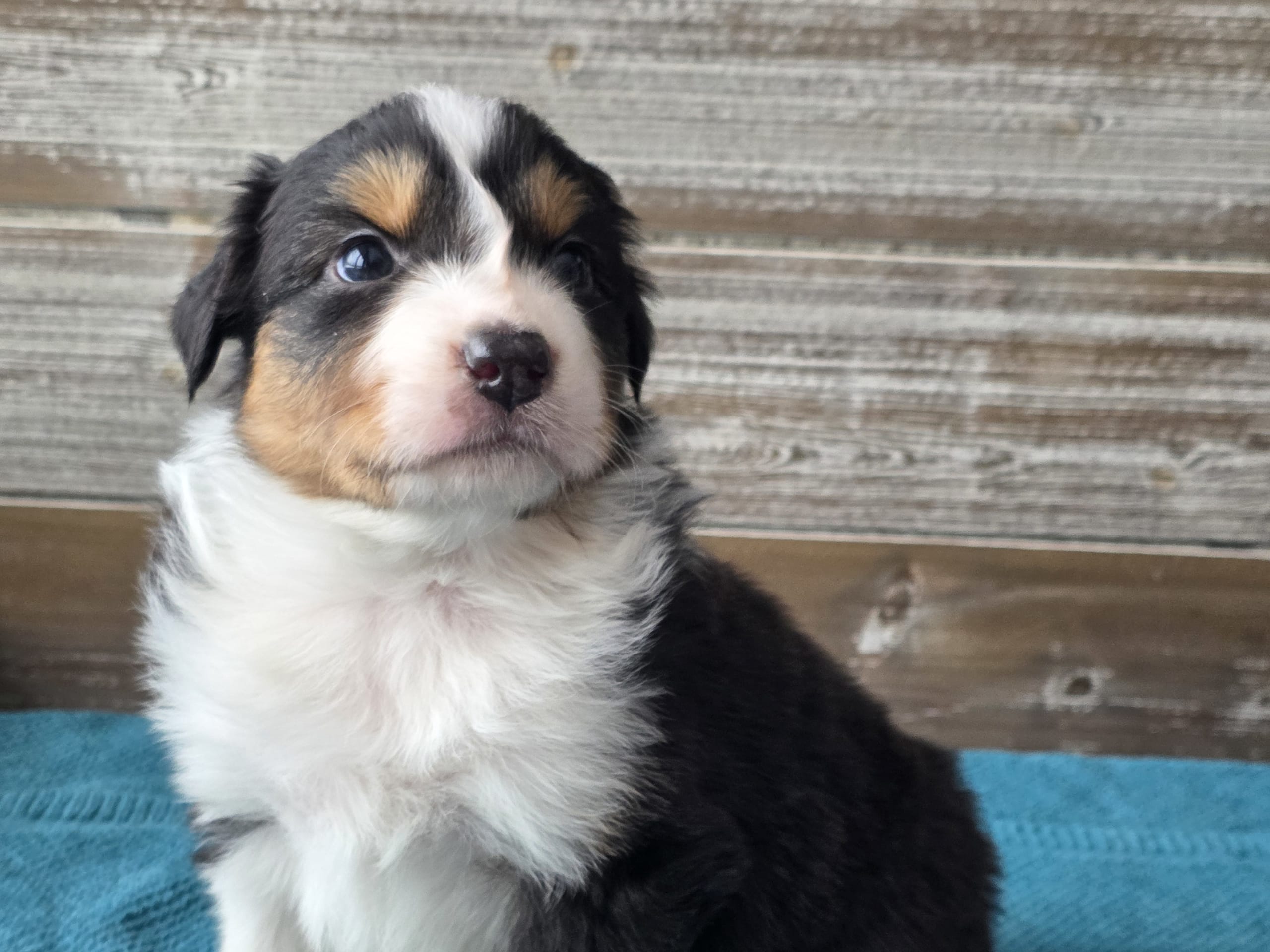 Australian shepherd