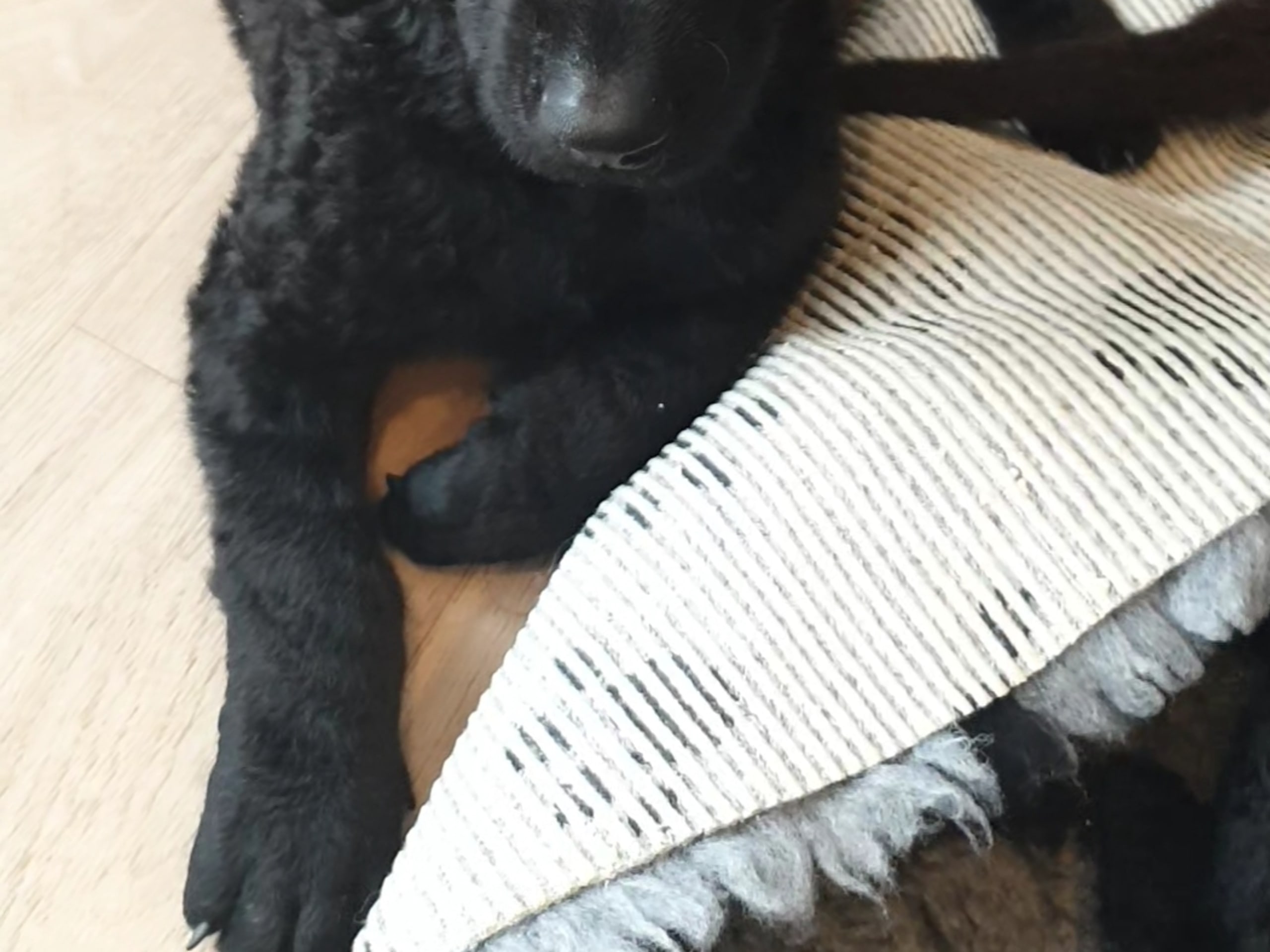 Curly coated retriever