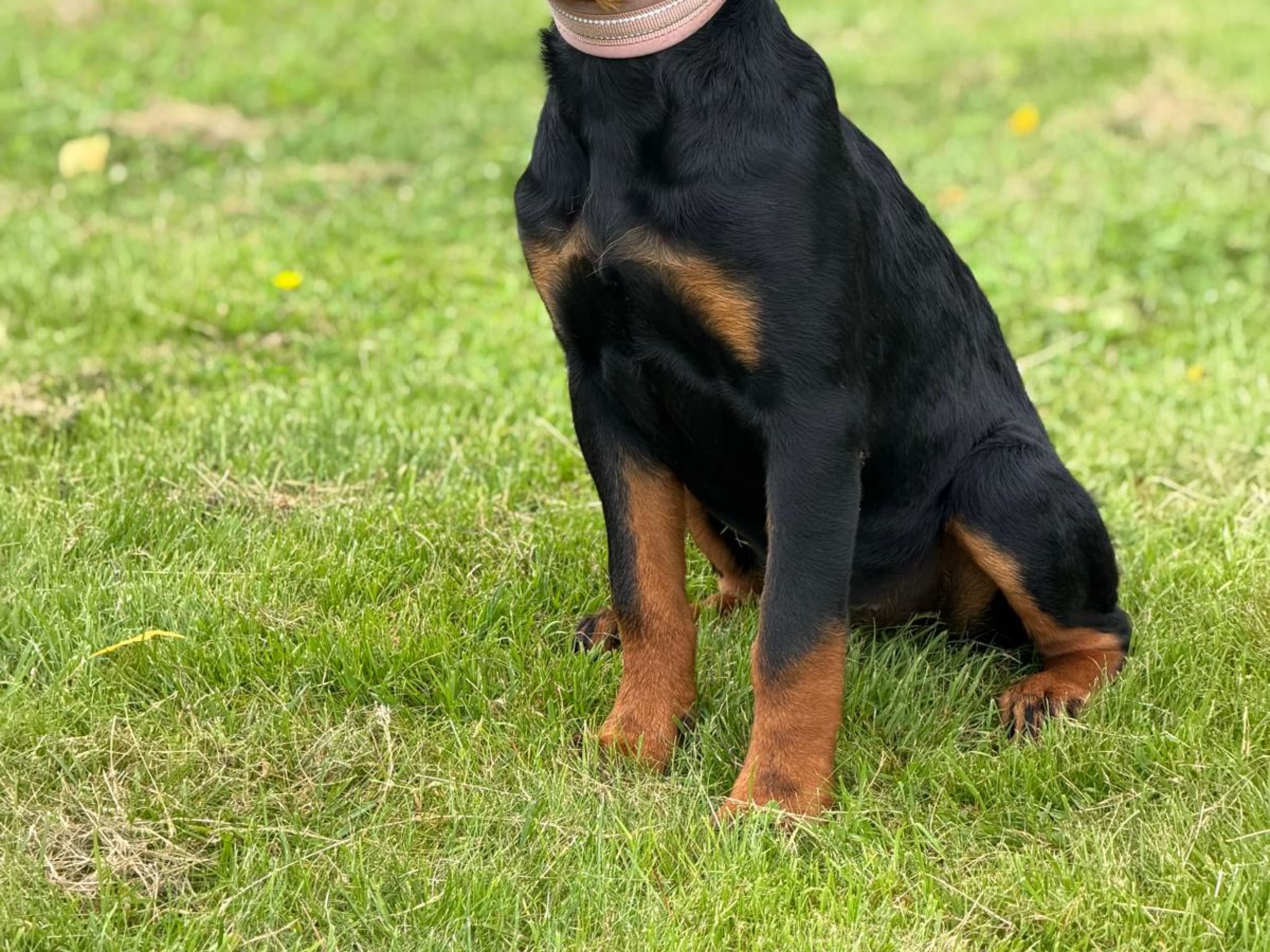 Rottweiler · Lödöse · Kennel Lexander's