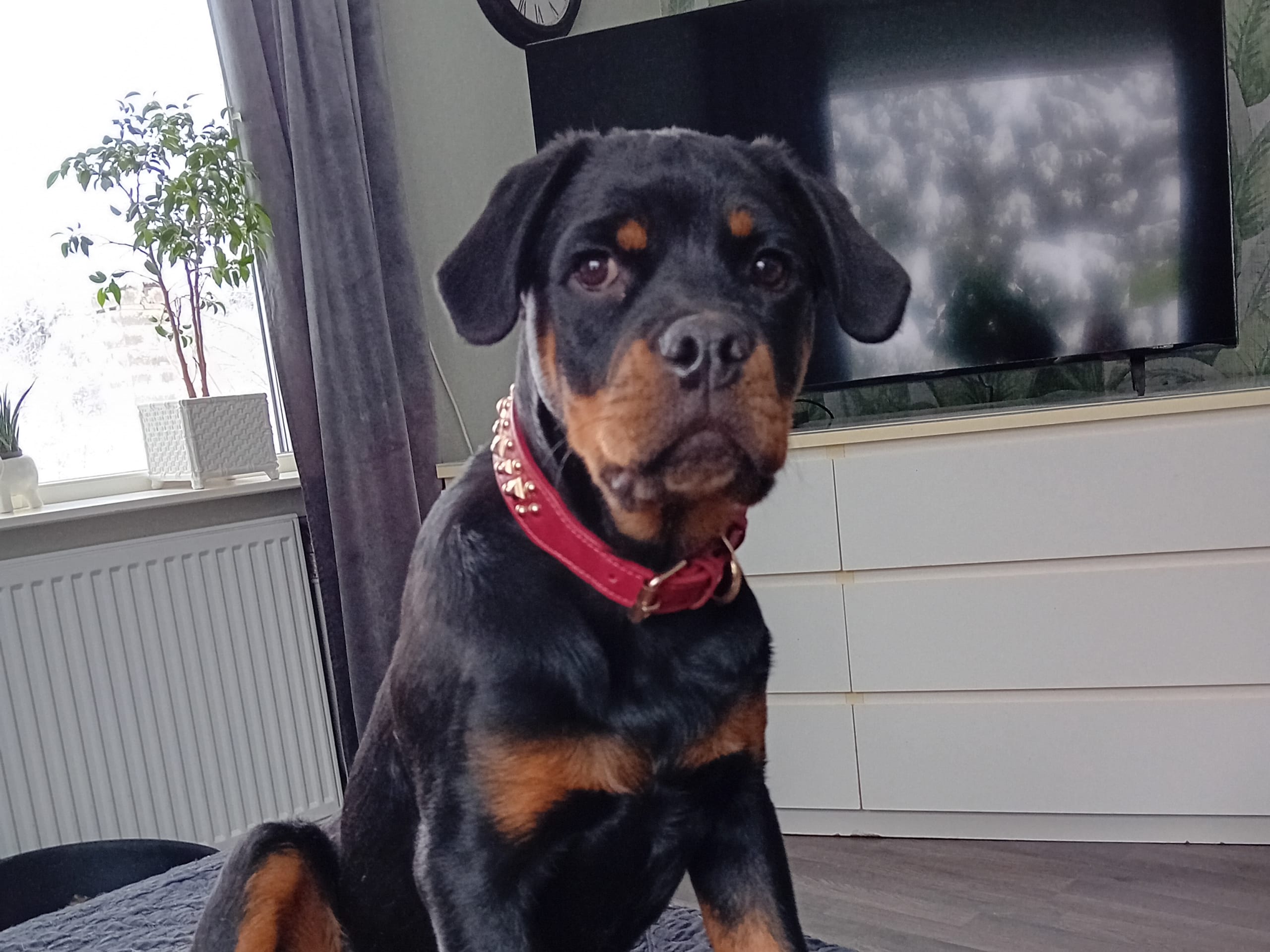 Rottweiler