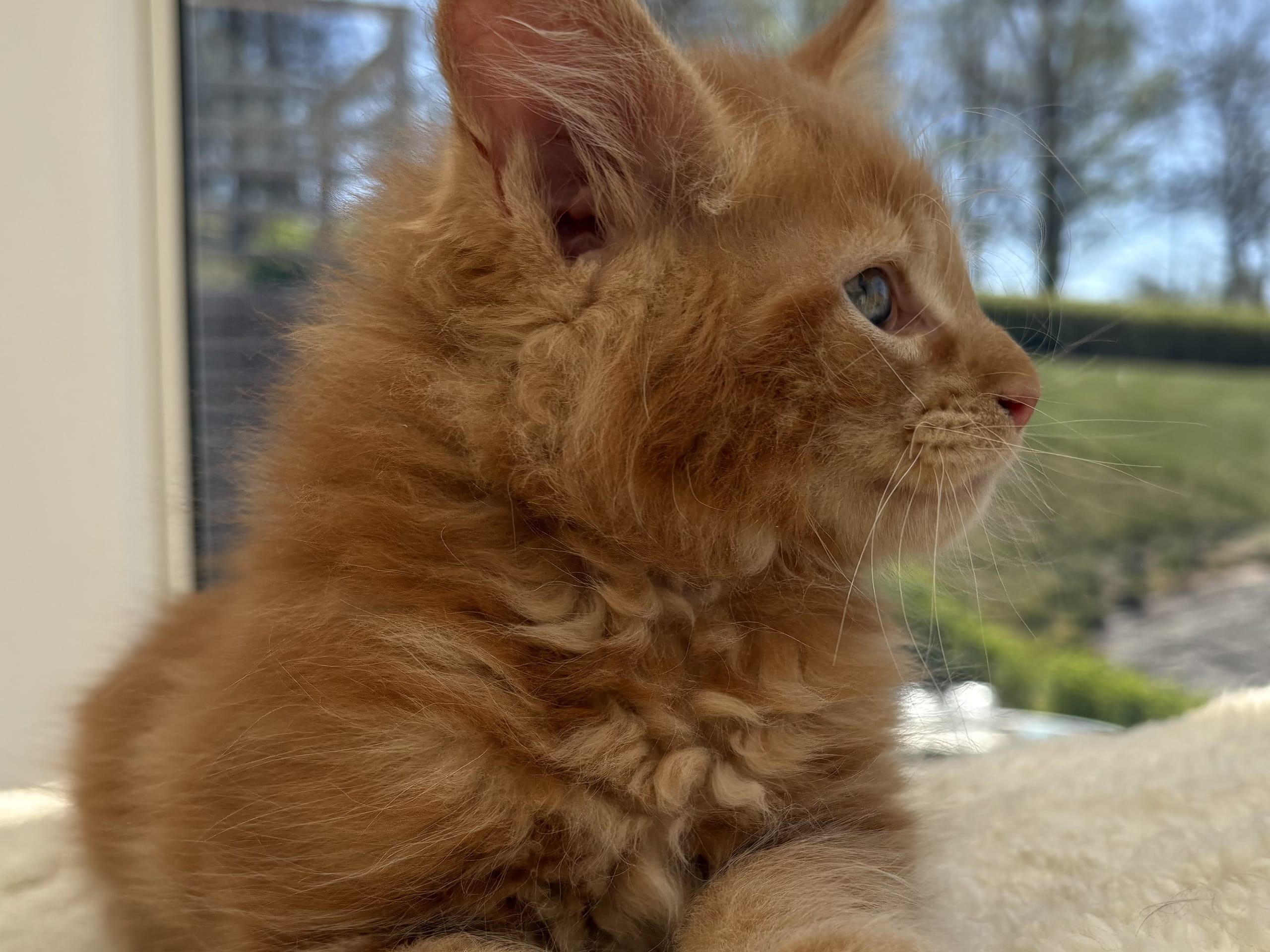 Maine Coon