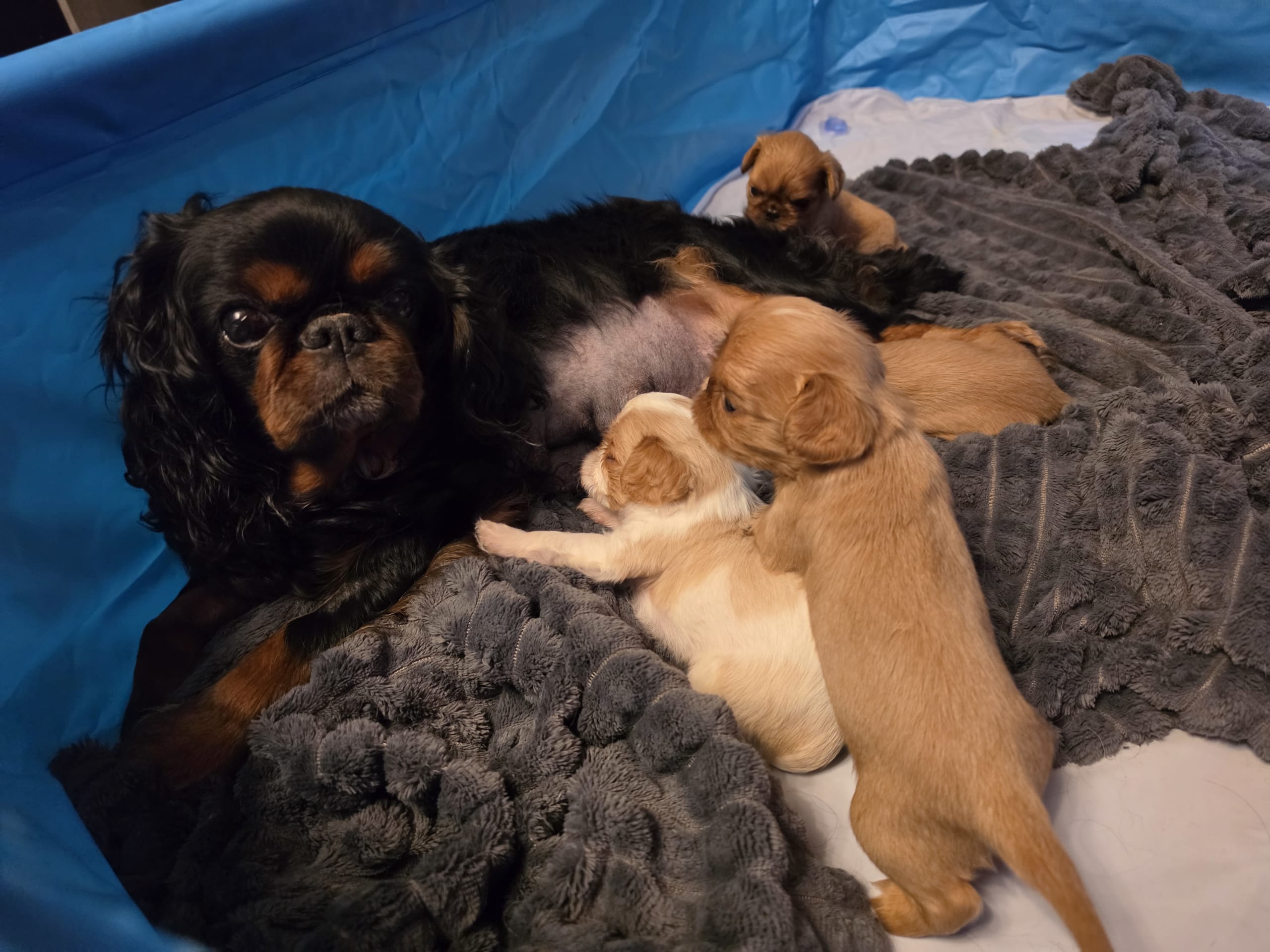 King charles spaniel
