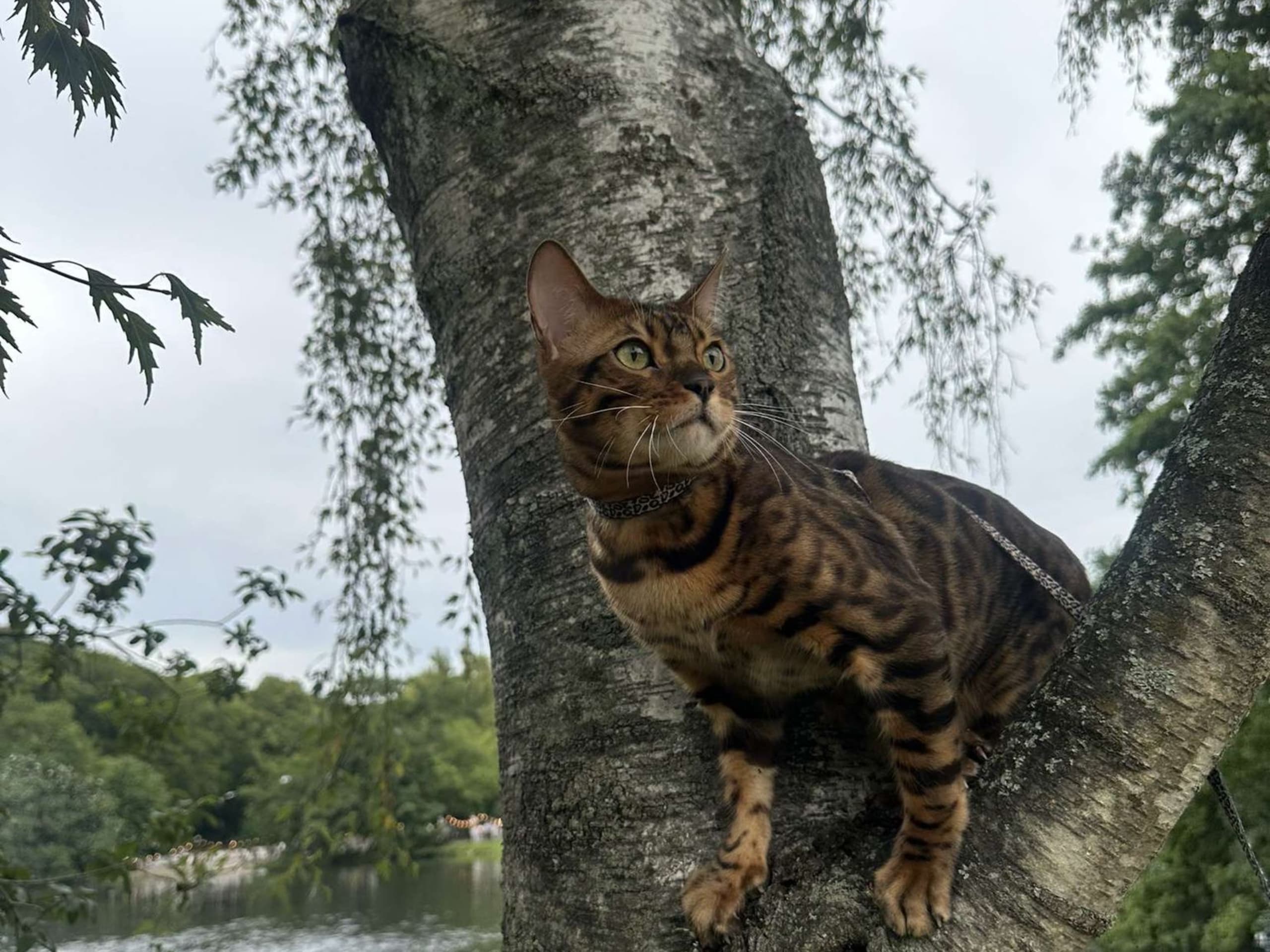 Bengal · Göteborg · Zara N.