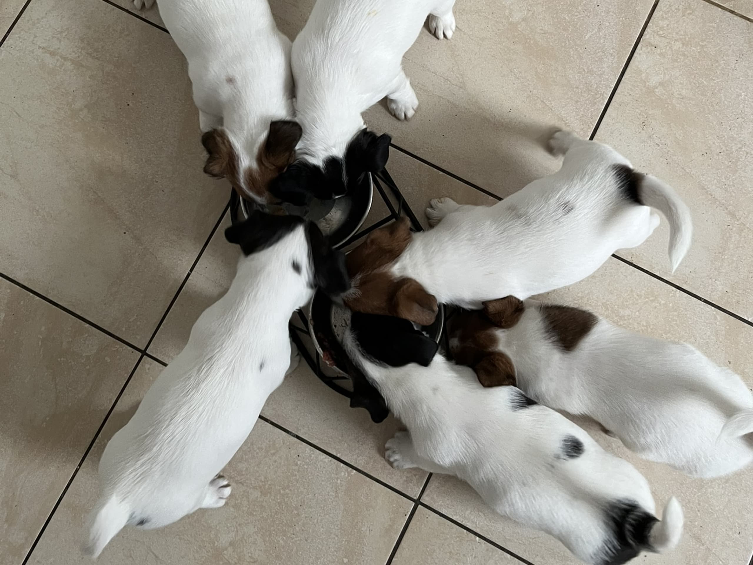 Jack russell terrier
