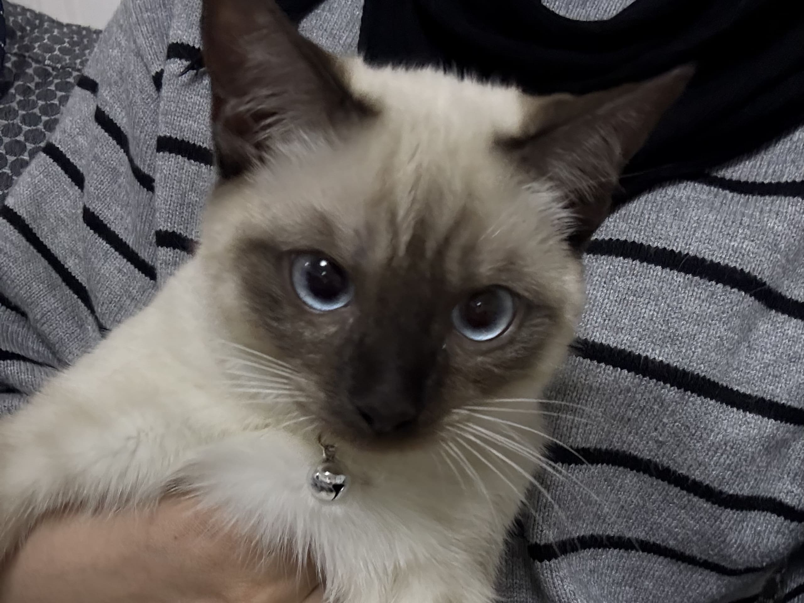 Ragdoll · Växjö · Bayan J.