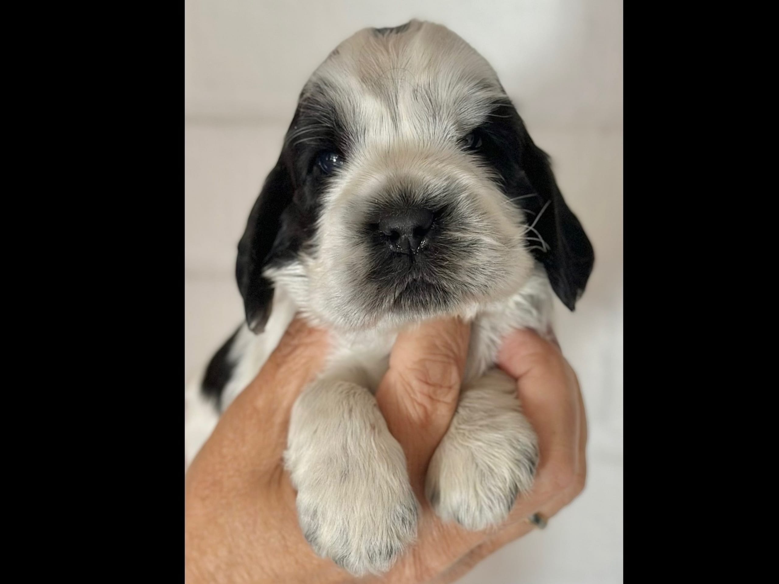 Cocker spaniel