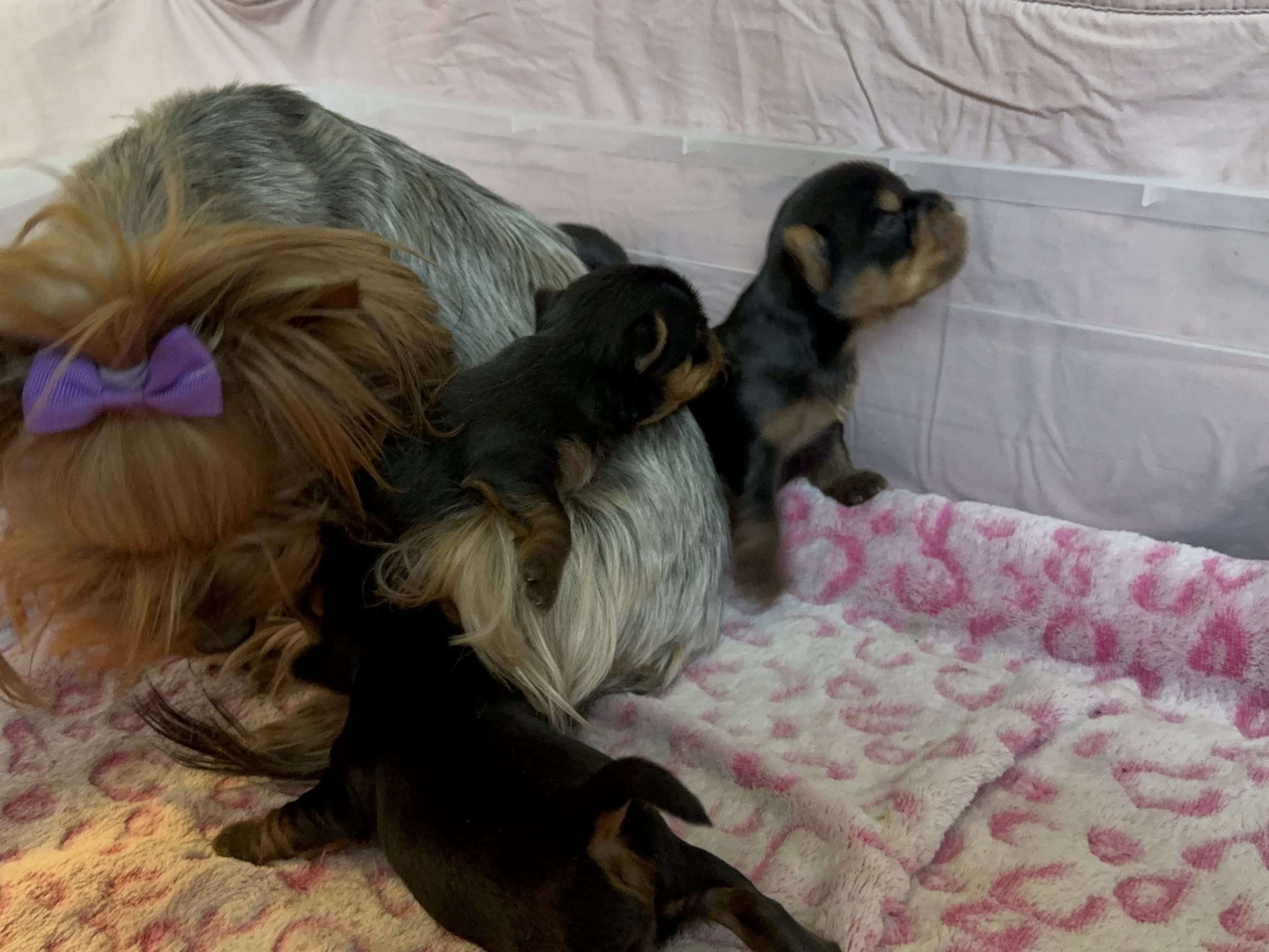Yorkshireterrier
