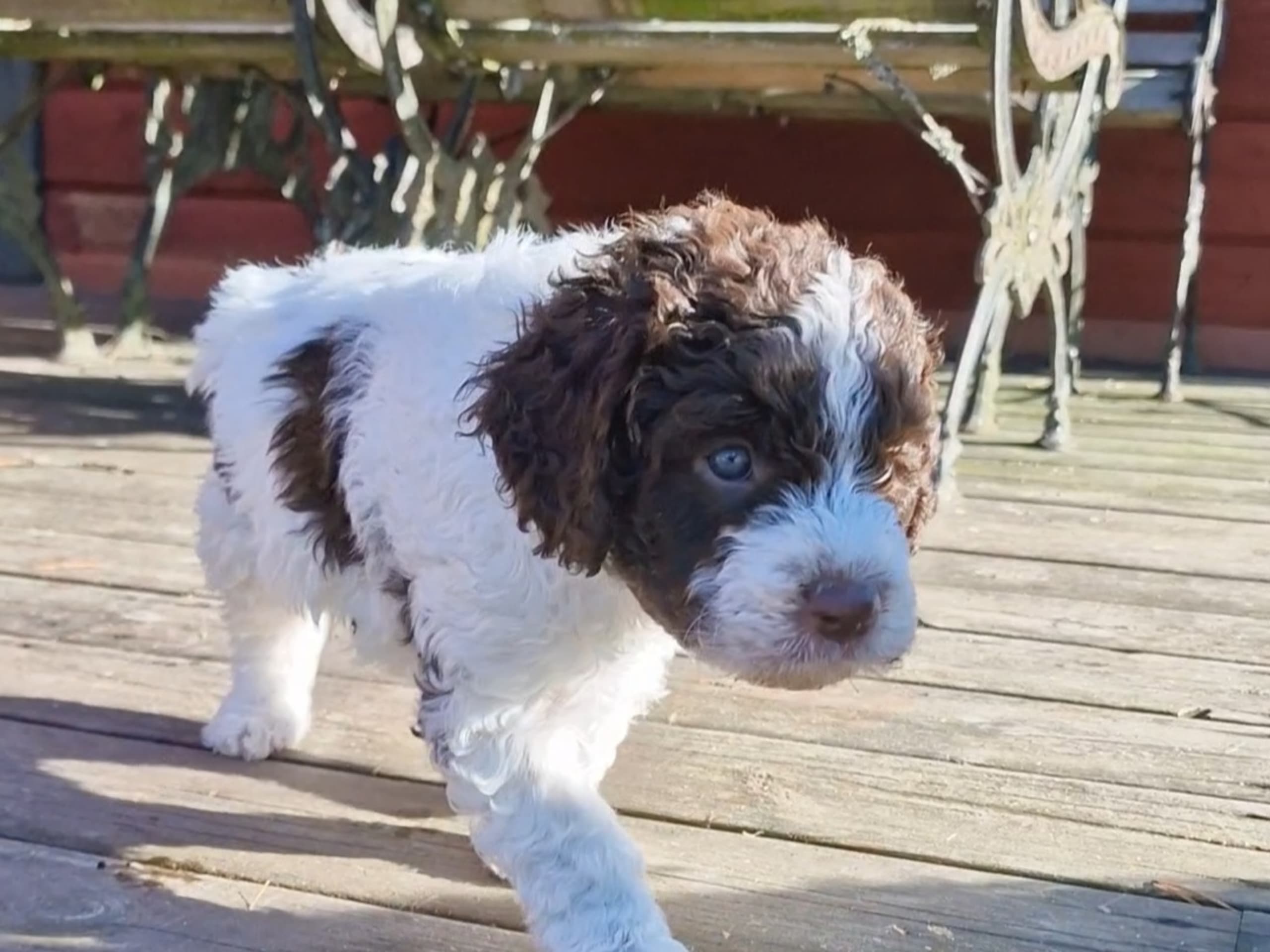 Perro de Agua Espanol